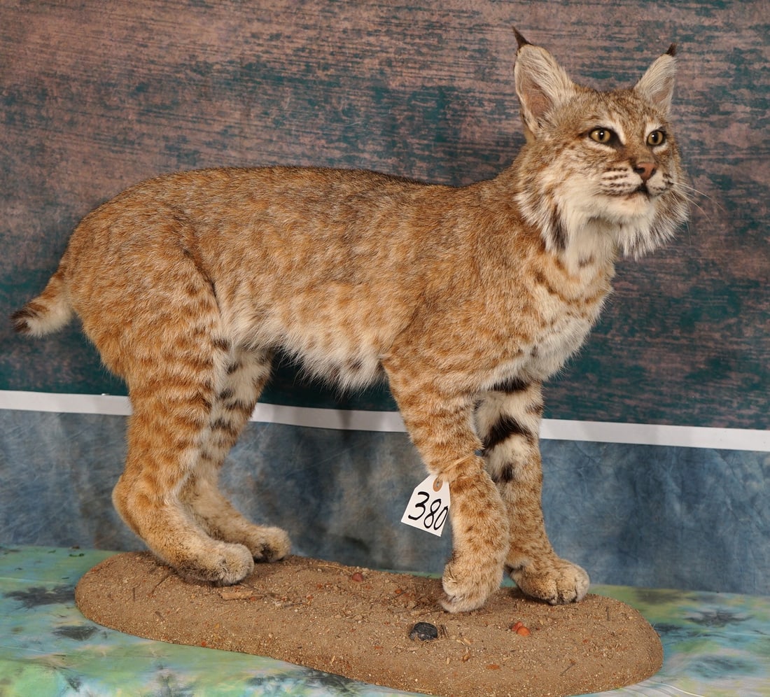 Beautiful New Mexico Full Body Bobcat Quality Taxidermy Mount (1 of 4)