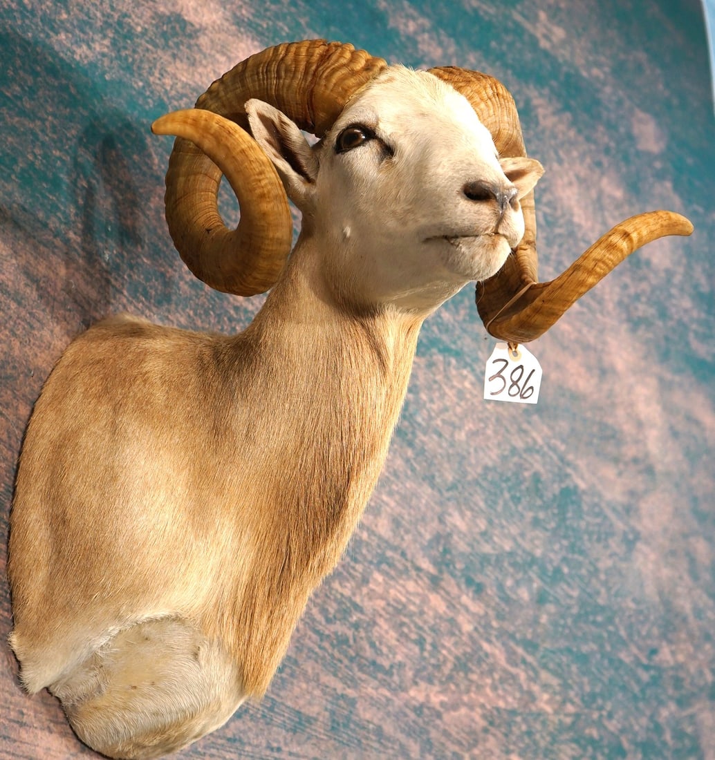 Texas Dall Sheep Shoulder Taxidermy Ram Mount (1 of 4)