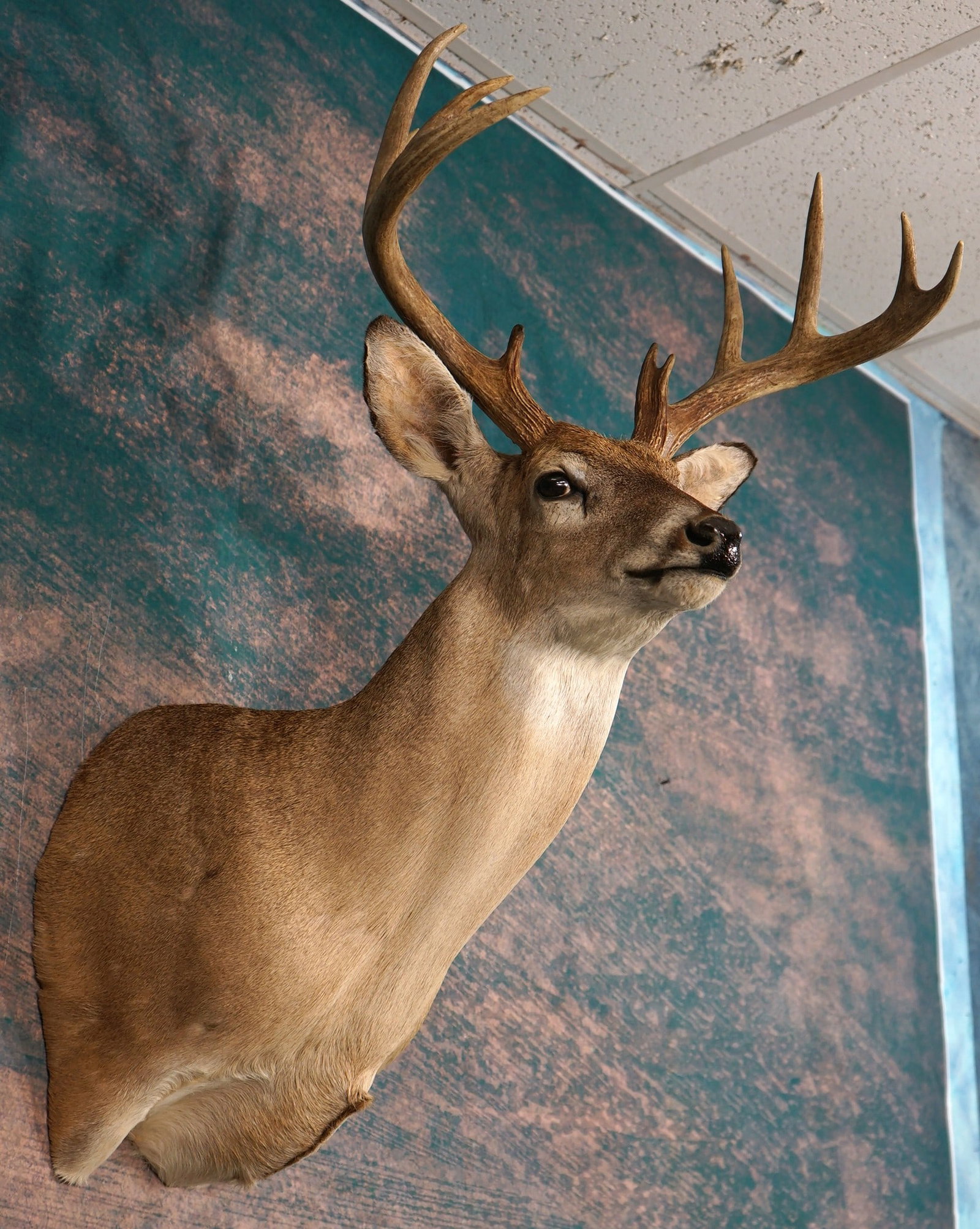 11pt. Whitetail Deer Shoulder Taxidermy Mount (1 of 3)