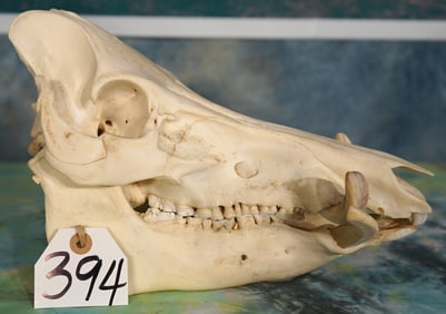 Very Nice & Complete Wild Boar Skull Taxidermy