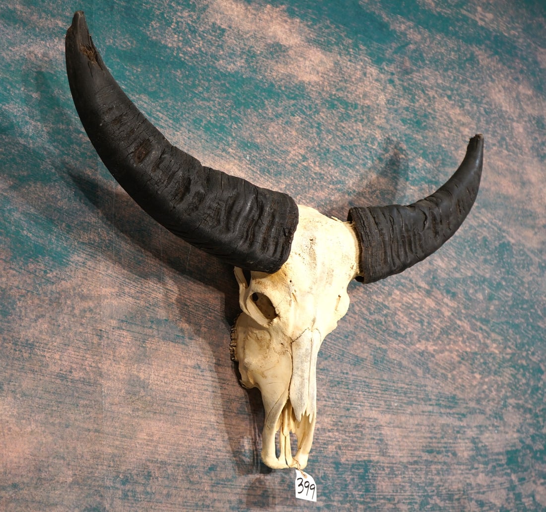 Asian Water Buffalo Skull Taxidermy (1 of 3)
