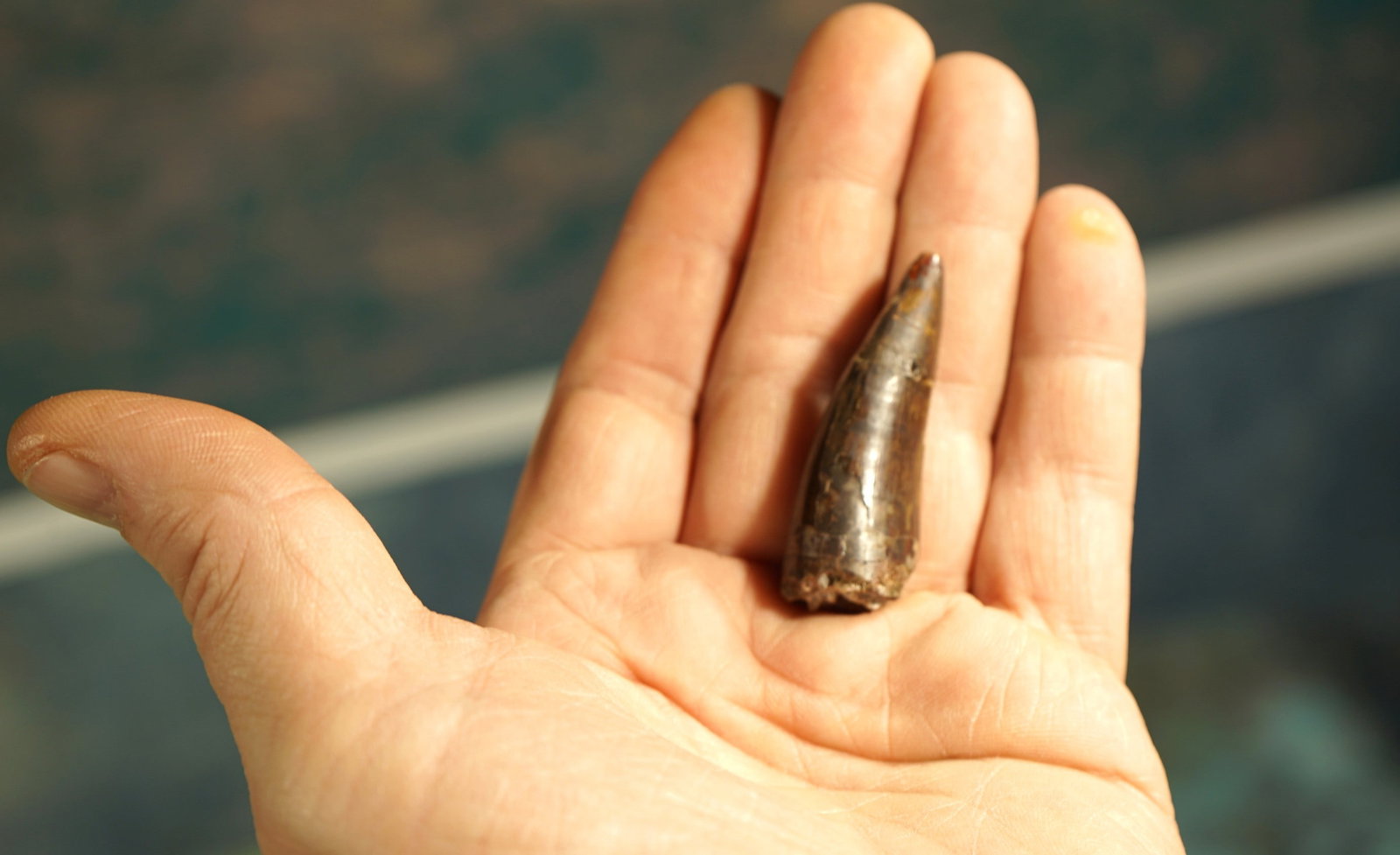 Authentic Triassic Period Redondasaurus - 2