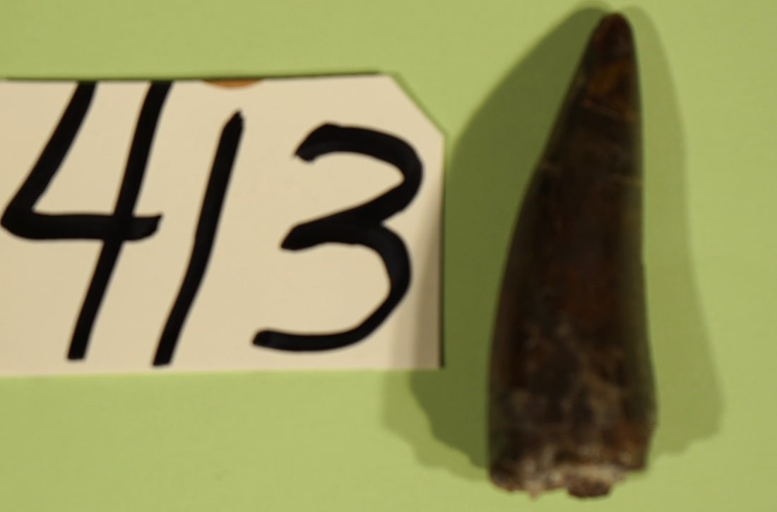 Authentic Triassic Period Redondasaurus - 3