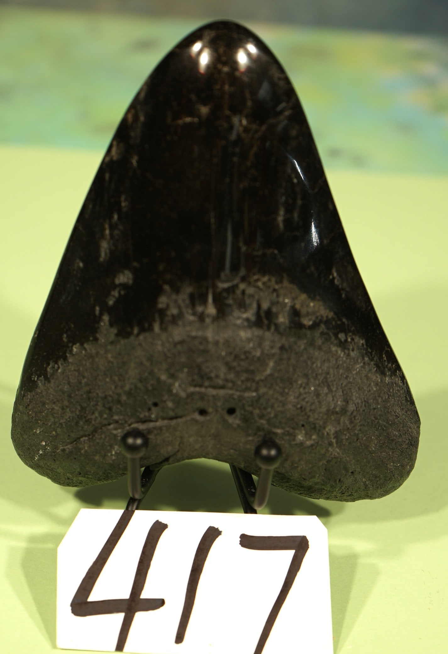 Beautiful 4 5/8" Polished Megalodon Prehistoric Shark Fossil Tooth (1 of 4)