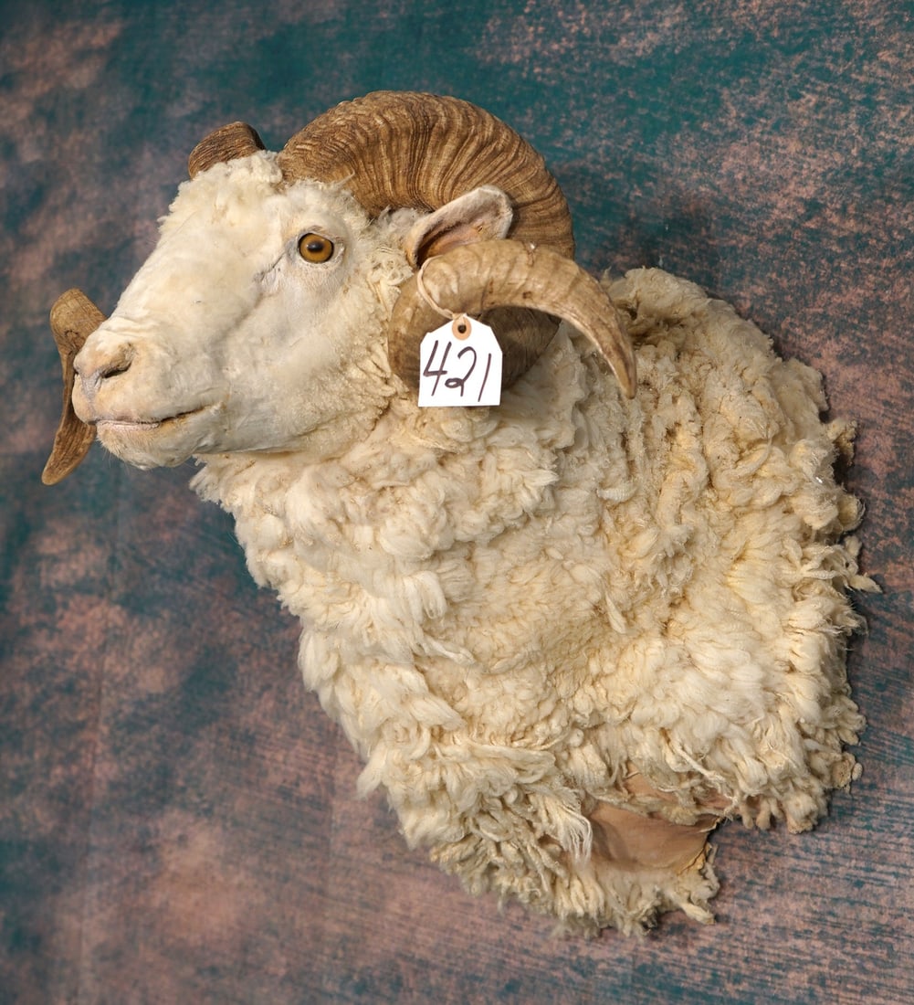 White Merino Sheep Shoulder Taxidermy Ram Mount (1 of 3)