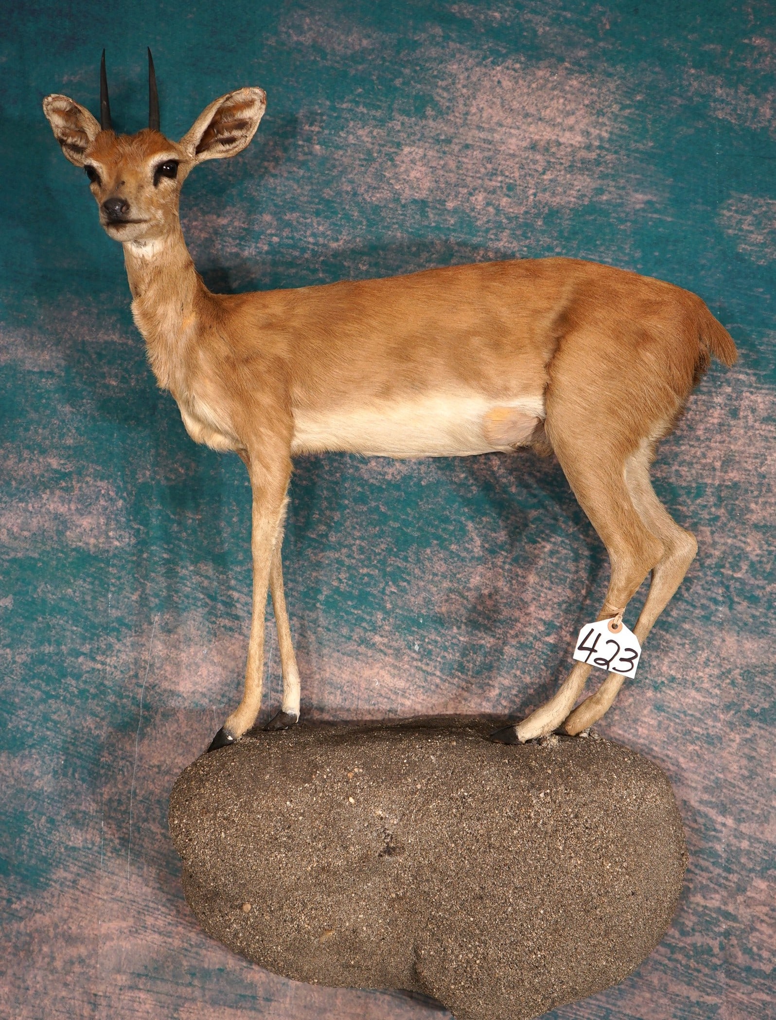 African Stienbuck Pygmy Antelope Full Body Taxidermy Mount (1 of 3)