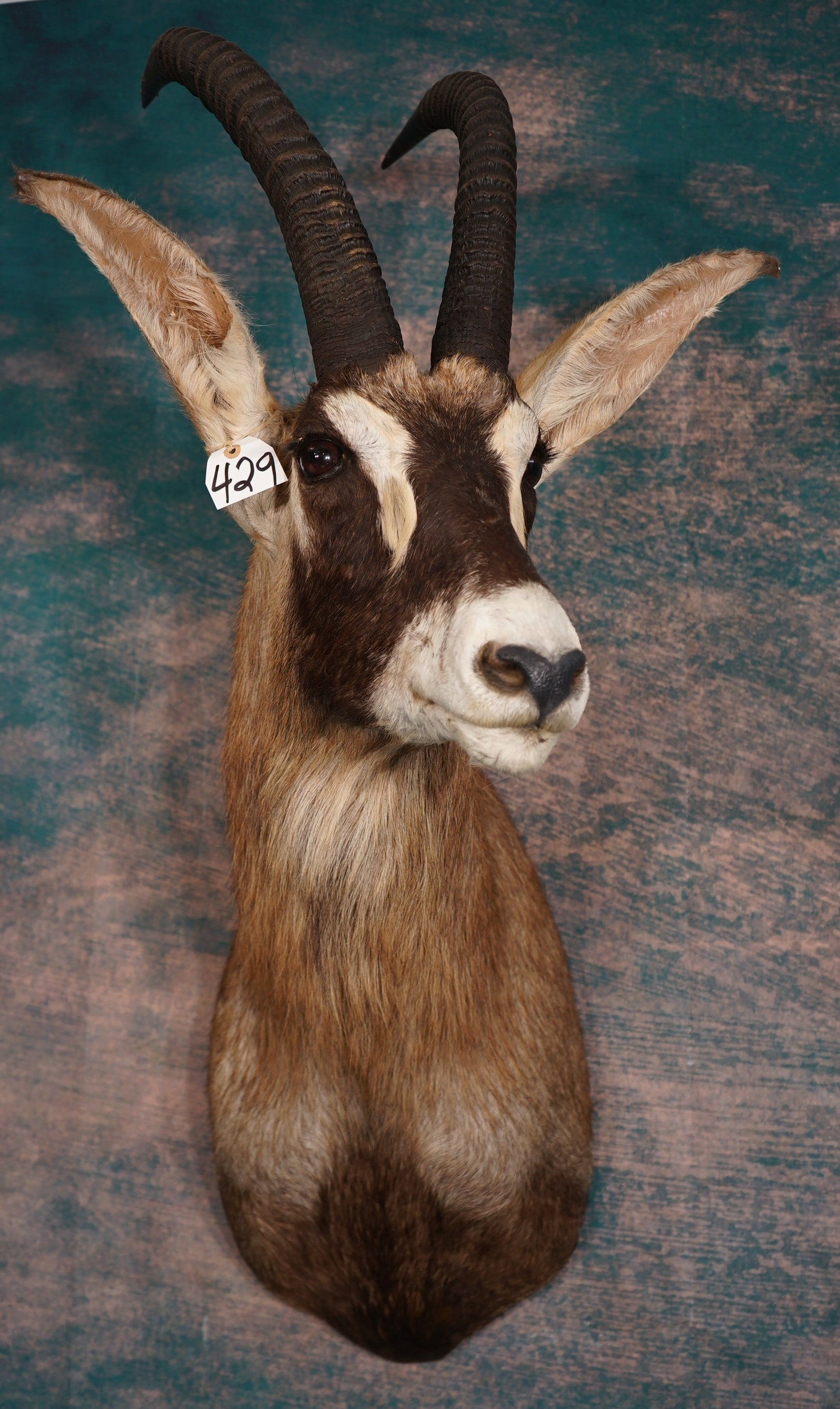 African Roan Antelope Shoulder Taxidermy Mount (1 of 3)