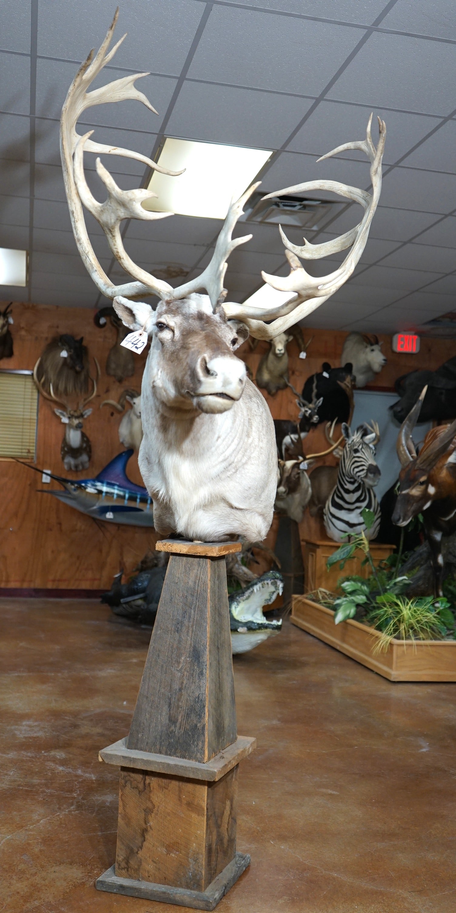 Barren Ground Caribou Shoulder Floor Pedestal Taxidermy Mount: This mount is clean and it is in mint-like condition. This Bull has a good size rack, and the mount has a good lifelike appearance. The taxidermy quality is outstanding, and this mount grades a solid