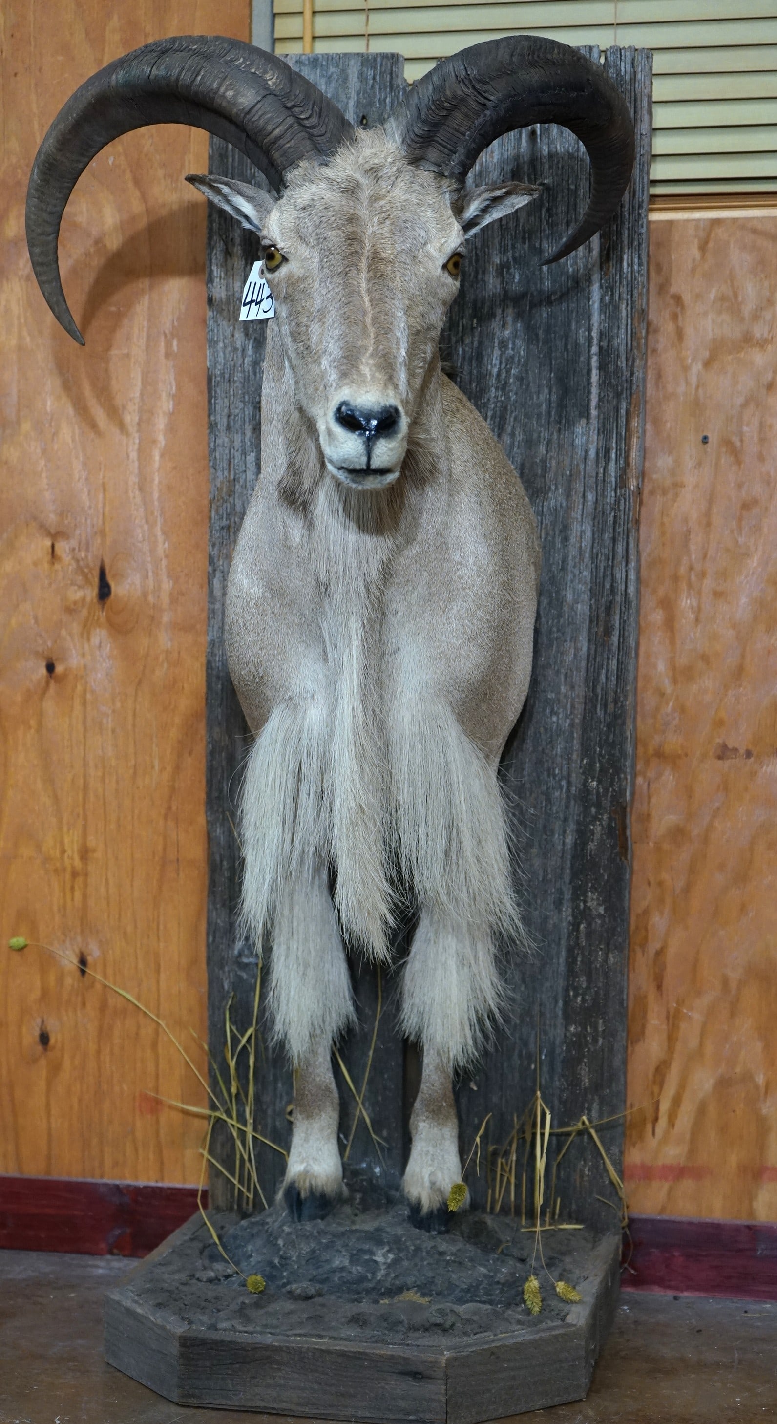 Half Body Aoudad Sheep Taxidermy Ram Mount (1 of 4)