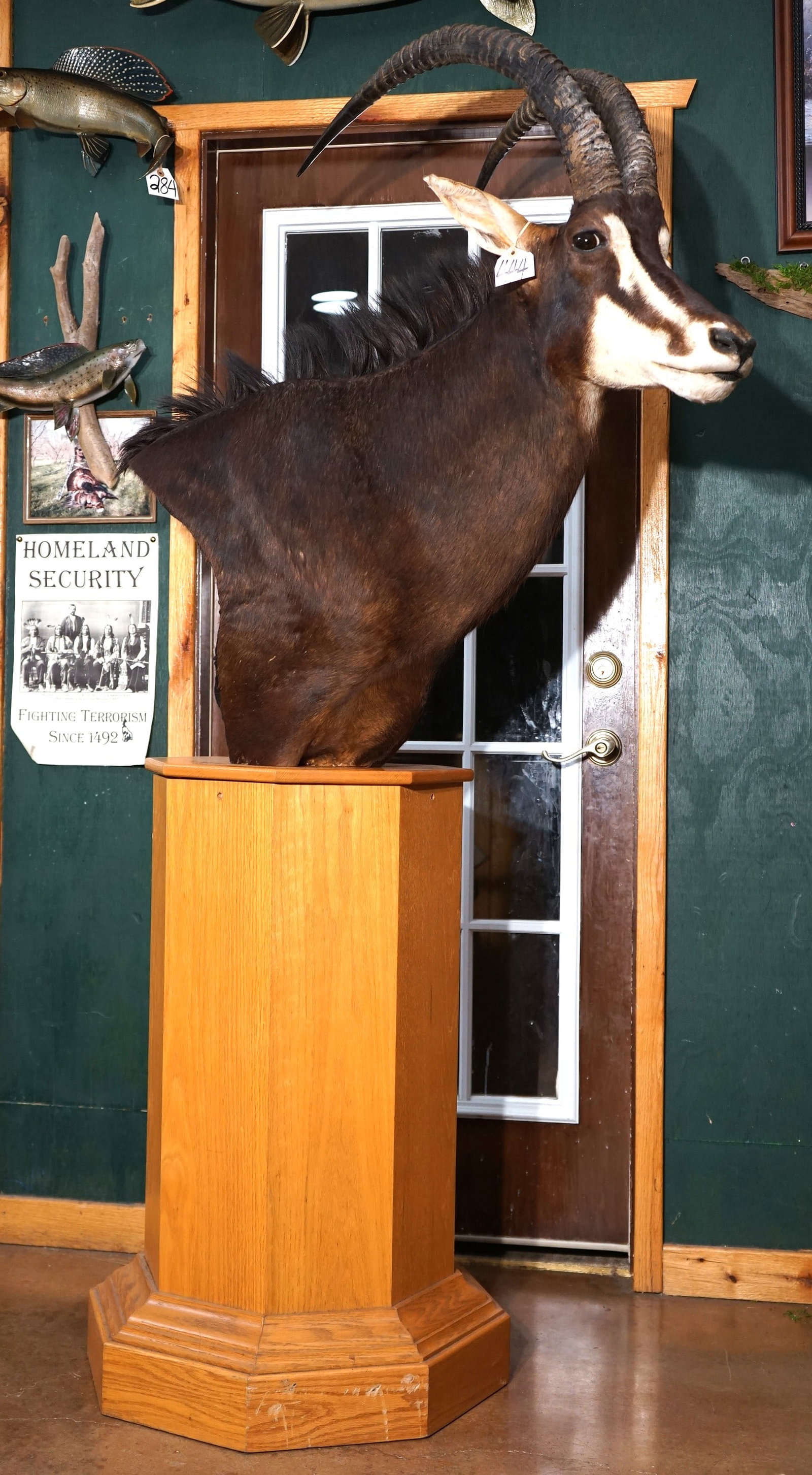 African Sable Antelope Shoulder Floor Pedestal Taxidermy Mount (1 of 5)