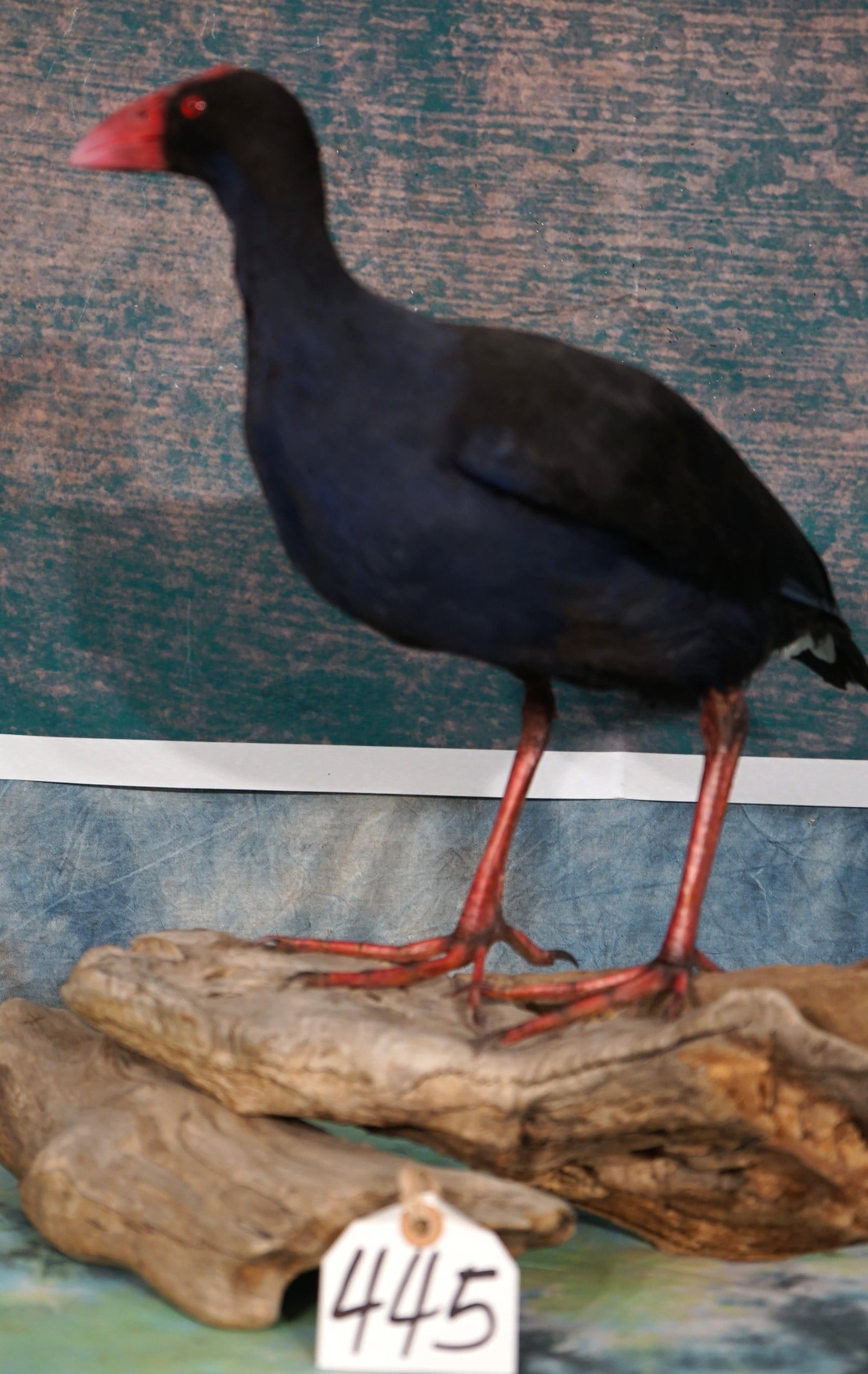 Beautiful Australian Swamphen Taxidermy Bird Mount (1 of 4)