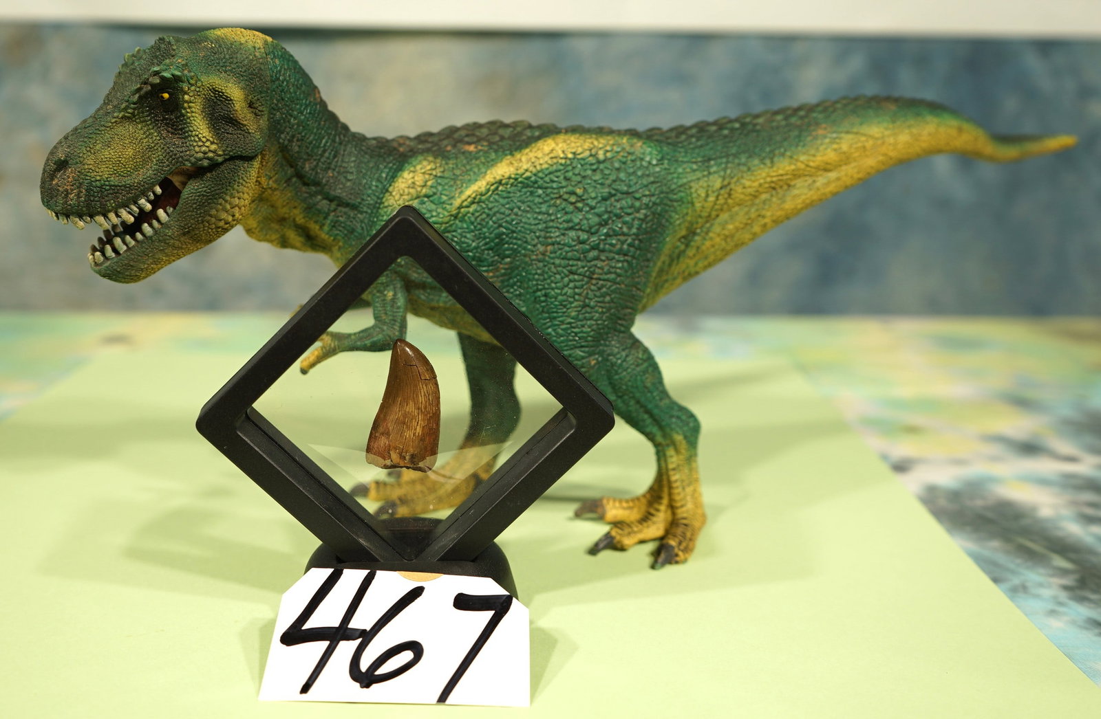 Authentic American Hell Creek T-REX Quality Fossil Tooth in Display Case (1 of 7)