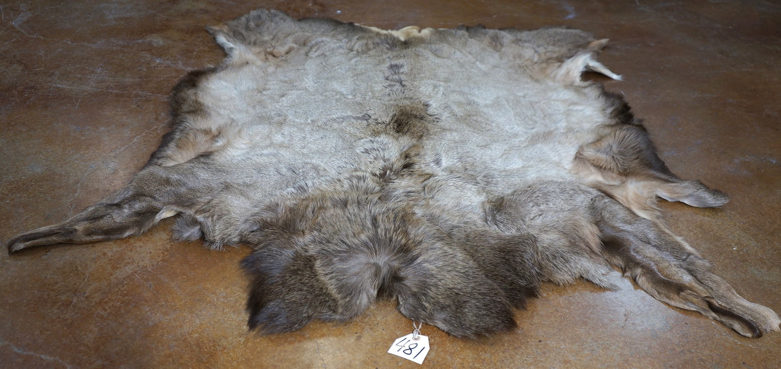 481 Soft Tanned Cow Elk Backskin Taxidermy Rug (1 of 3)
