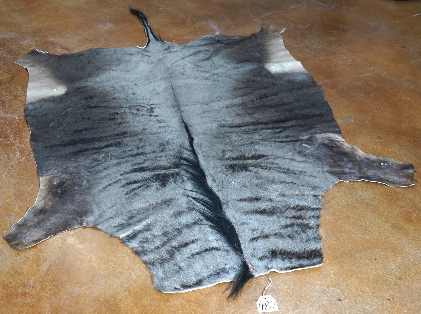 Soft Tanned African Blue Wildebeest Full Backskin Taxidermy Rug: This skin is clean and in excellent condition. From the front edge to the tip of the tail measures 7 feet and 4 1/2" long. At the widest point, this Rug measures 5 feet 4" across. This is a gorgeous W