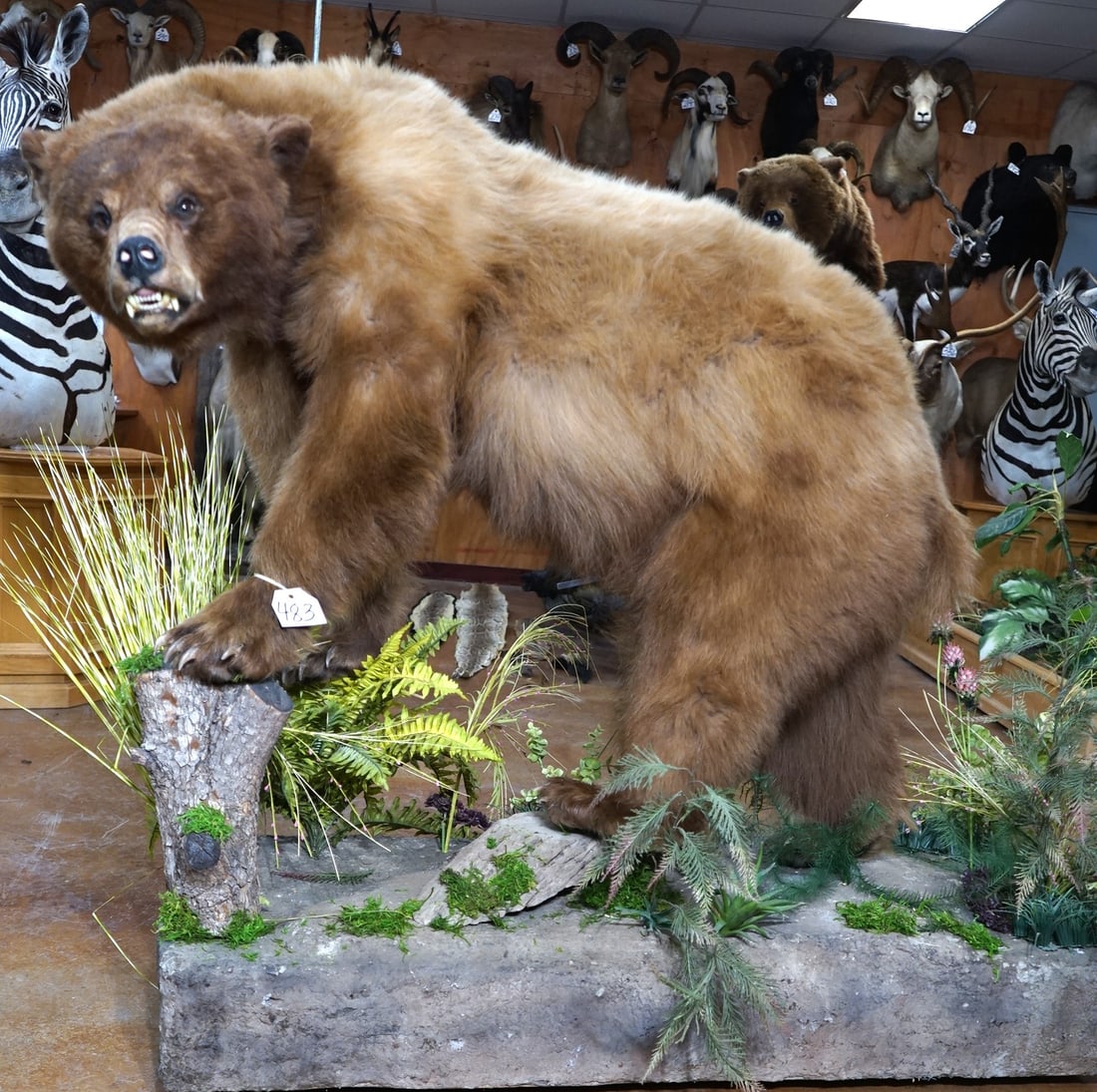 Cinnamon Black Bear Full Body in Habitat Taxidermy Mount (1 of 6)