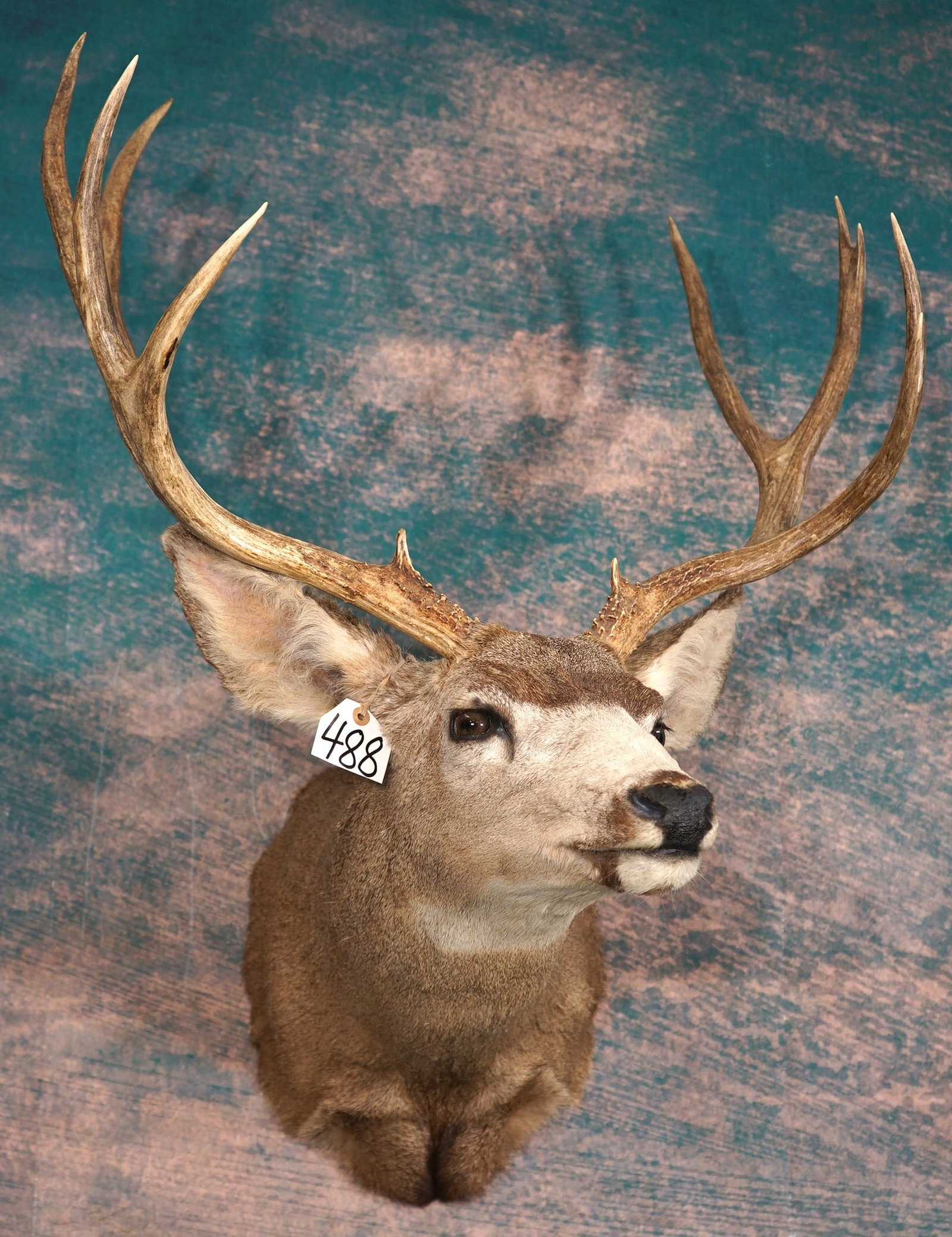 Trophy 5 x 4 Arizona Mule Deer Shoulder Taxidermy Mount: This mount is clean and in excellent condition. The Buck has a very nice rack, and a good natural lifelike appearance. The taxidermy quality of this mount grades a very good 9.5.