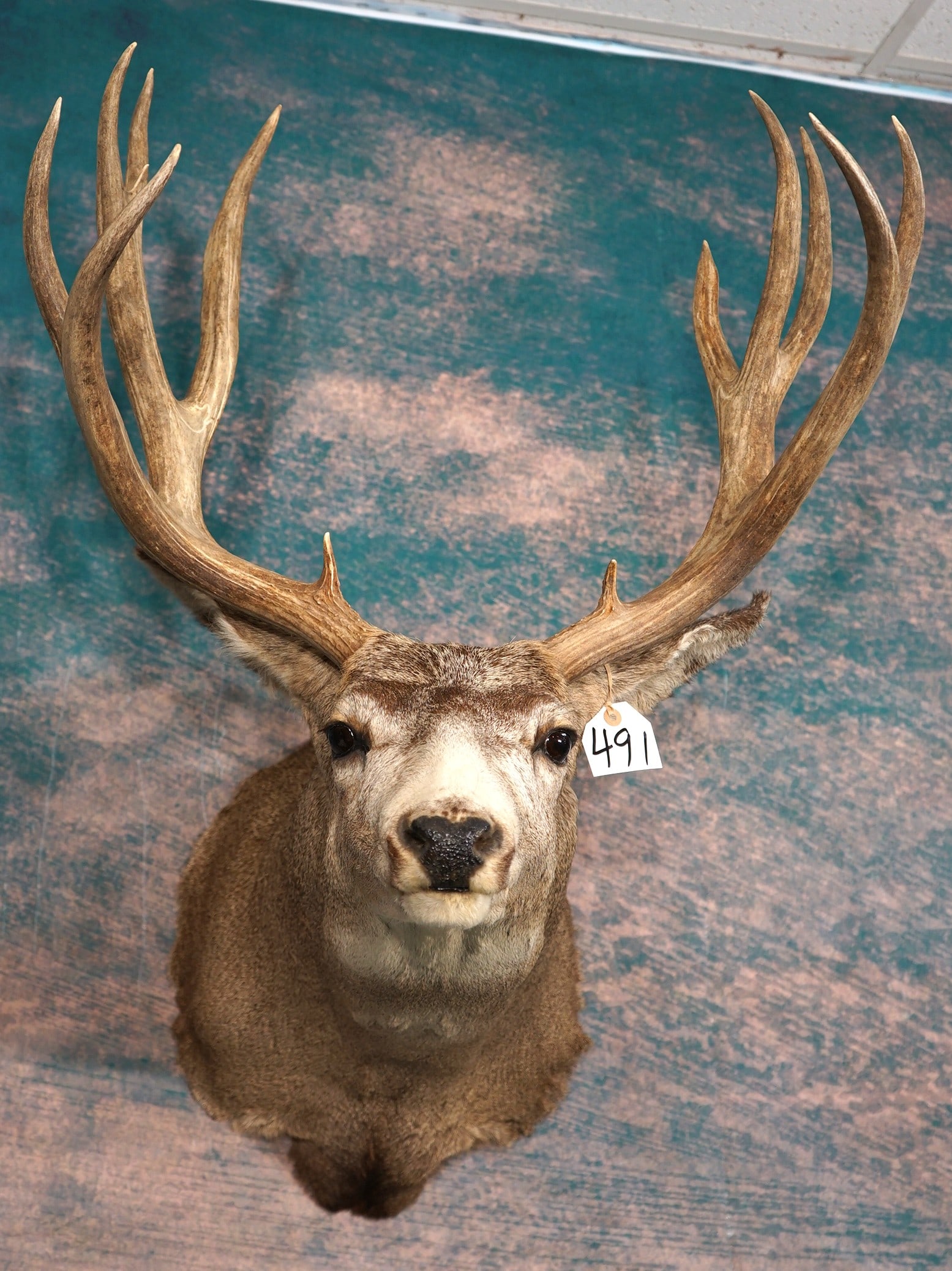 Big 6 x 5 Mule Deer Shoulder Taxidermy Mount: This mount is clean and in excellent condition. This Muley sports a 6 x 5 rack with good long brow tines. The mount has excellent taxidermy, with a very lifelike appearance. This good size Muley proba
