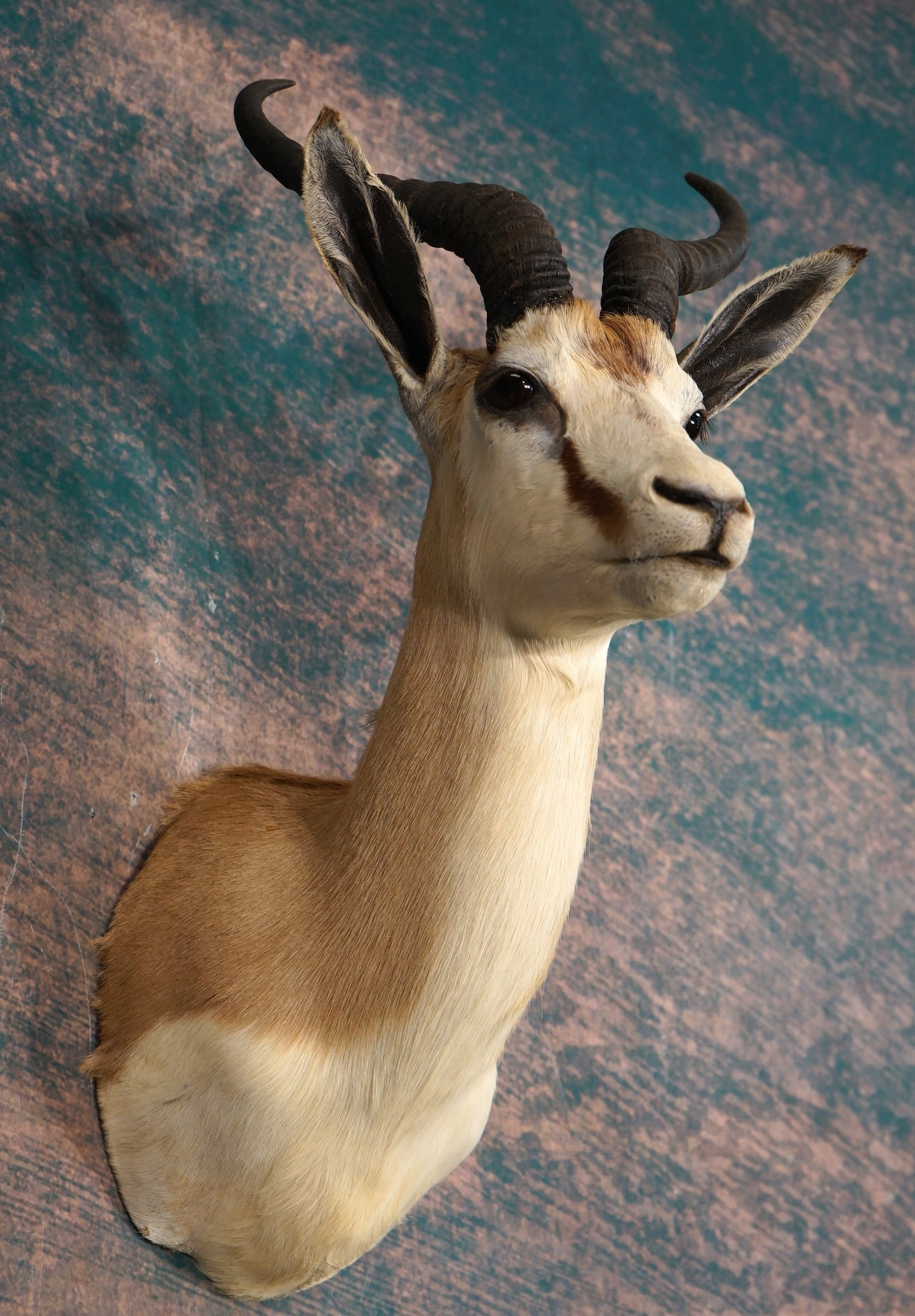 South African Common Springbuck Gazelle Shoulder Taxidermy Mount (1 of 3)