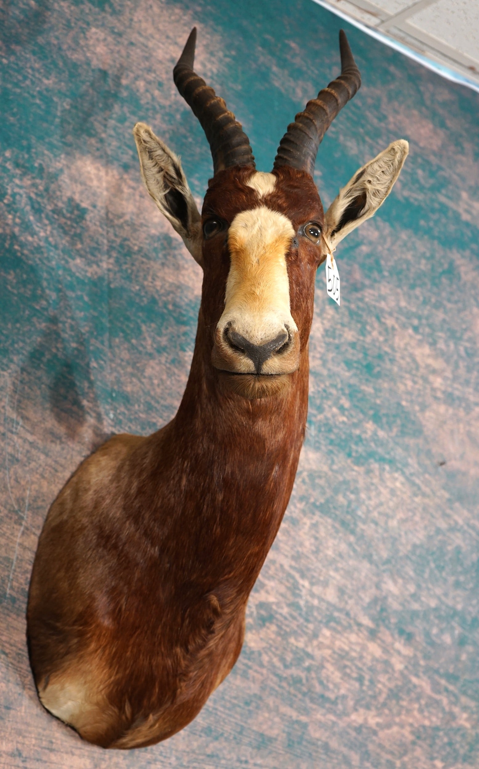 South African Common Blesbuck Antelope Shoulder Taxidermy Mount (1 of 4)
