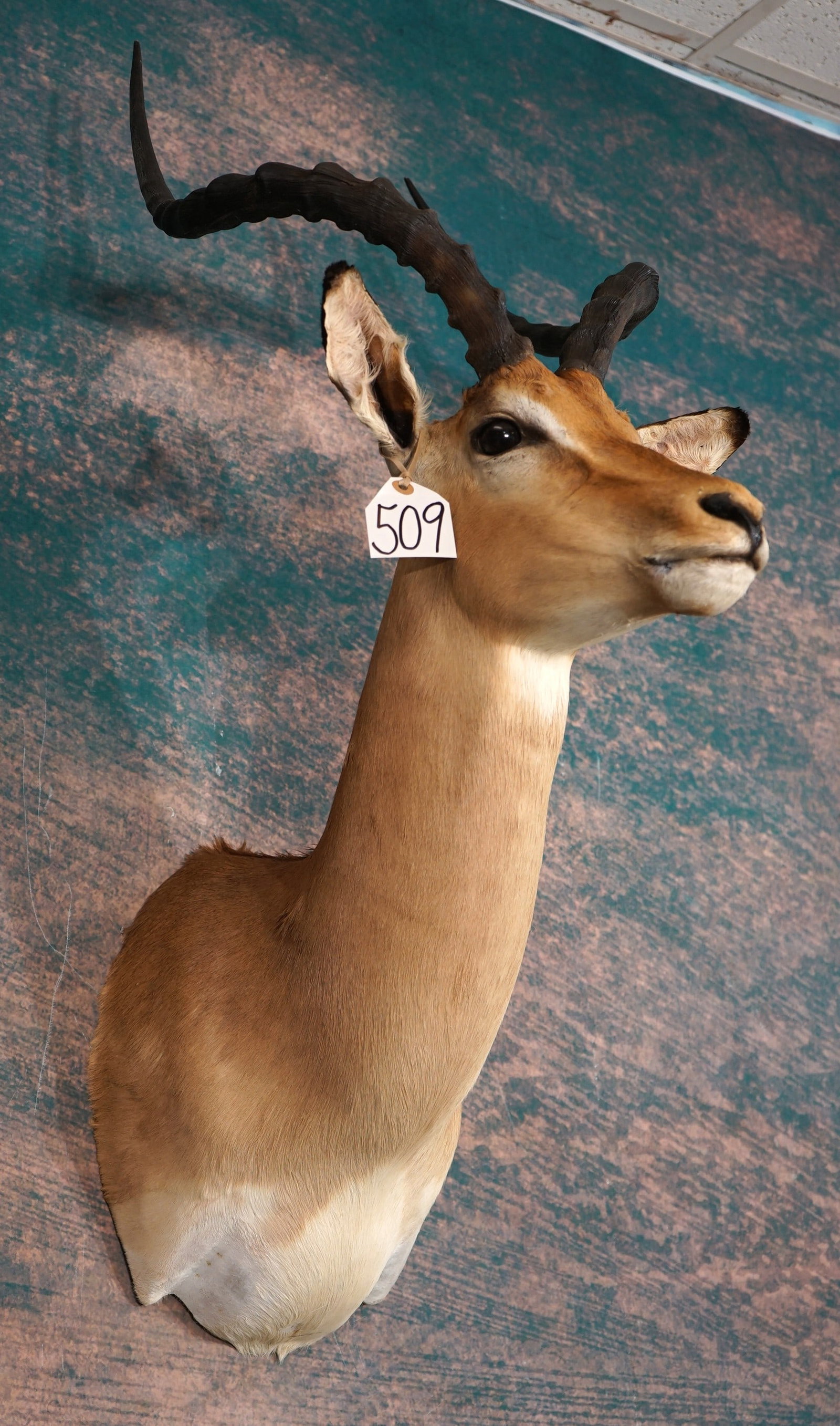 African Impala Ram Antelope Shoulder Taxidermy Mount (1 of 3)