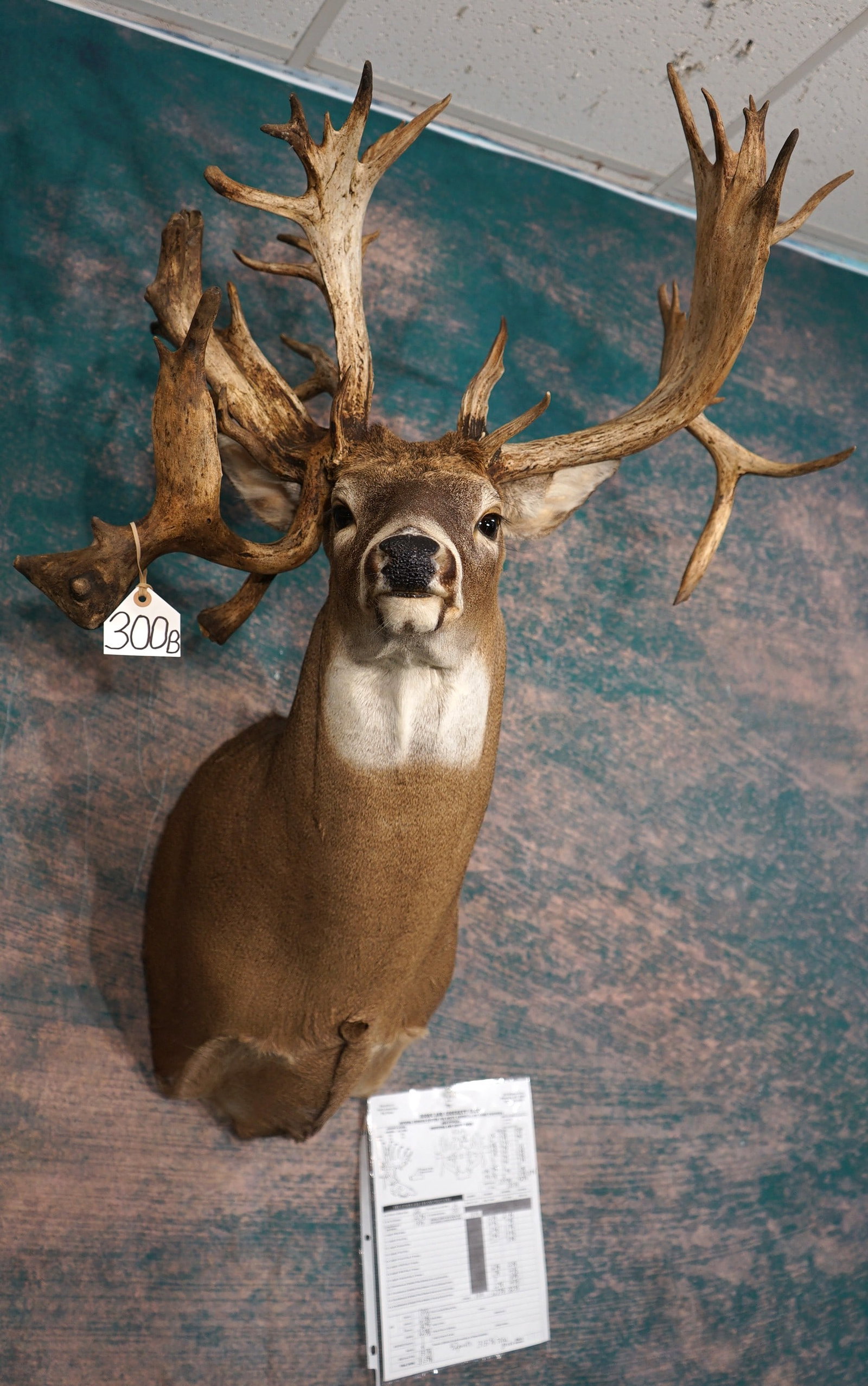 WOW! 42pts. 315 6/8 gross Whitetail Deer Shoulder Taxidermy Mount (1 of 5)