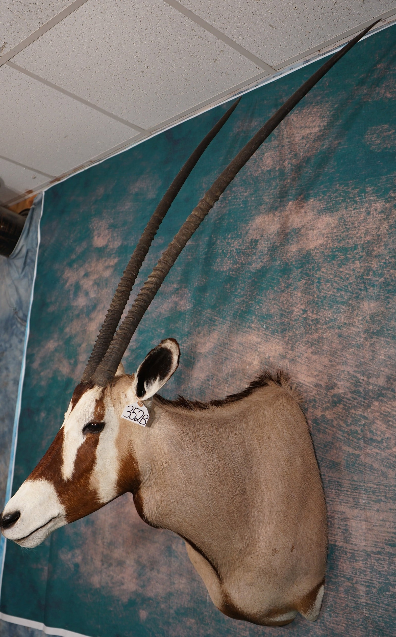 Record Book 44 1/2" African Gemsbuck Antelope Shoulder Taxidermy Mount (1 of 5)