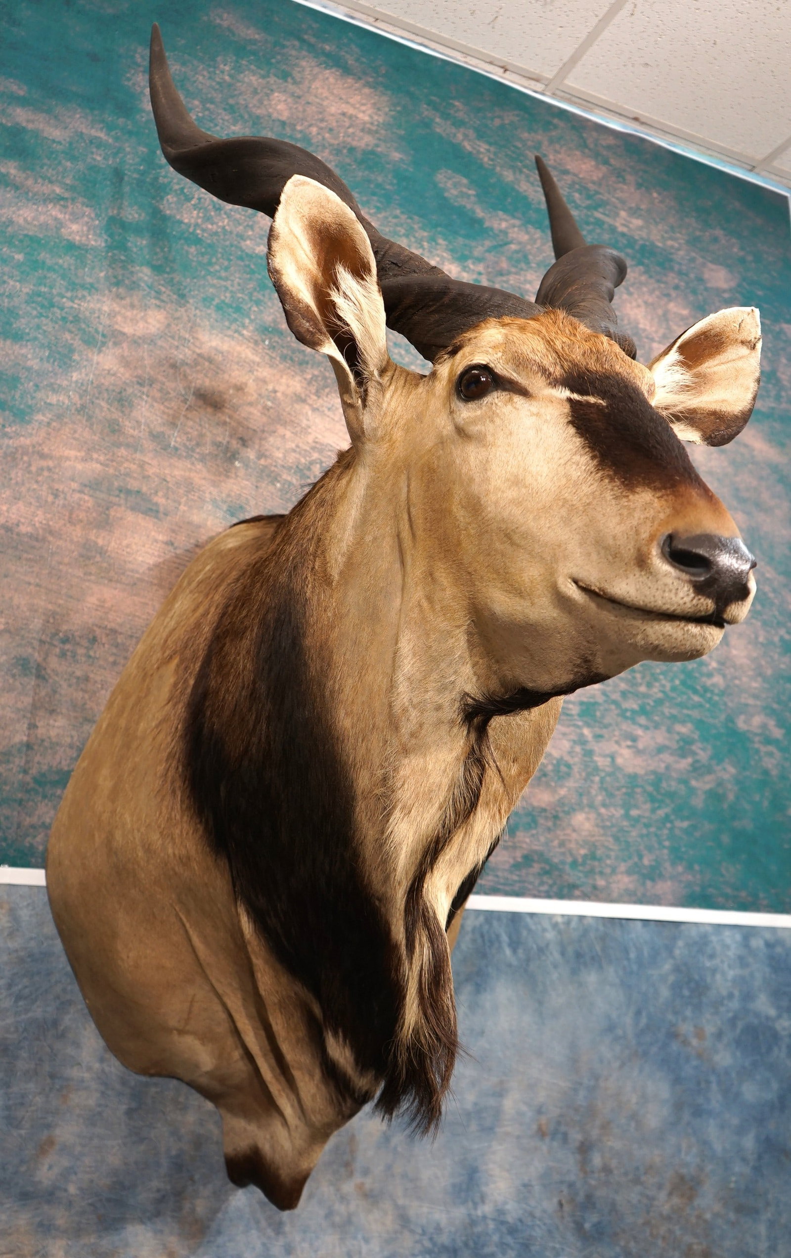 Beautiful Record Class Lord Derby Giant Eland Shoulder Taxidermy Mount (1 of 5)