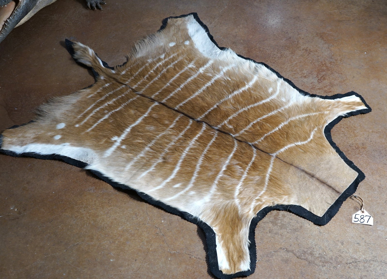 African Southern Nyala Soft Tanned Felted Rug Taxidermy Mount: This is simply a really beautiful Rug from South Africa. The Rug is clean and in excellent condition. From the front edge to the tip of the tail, the Rug is 4 feet and 10 1/2" long. At the widest part