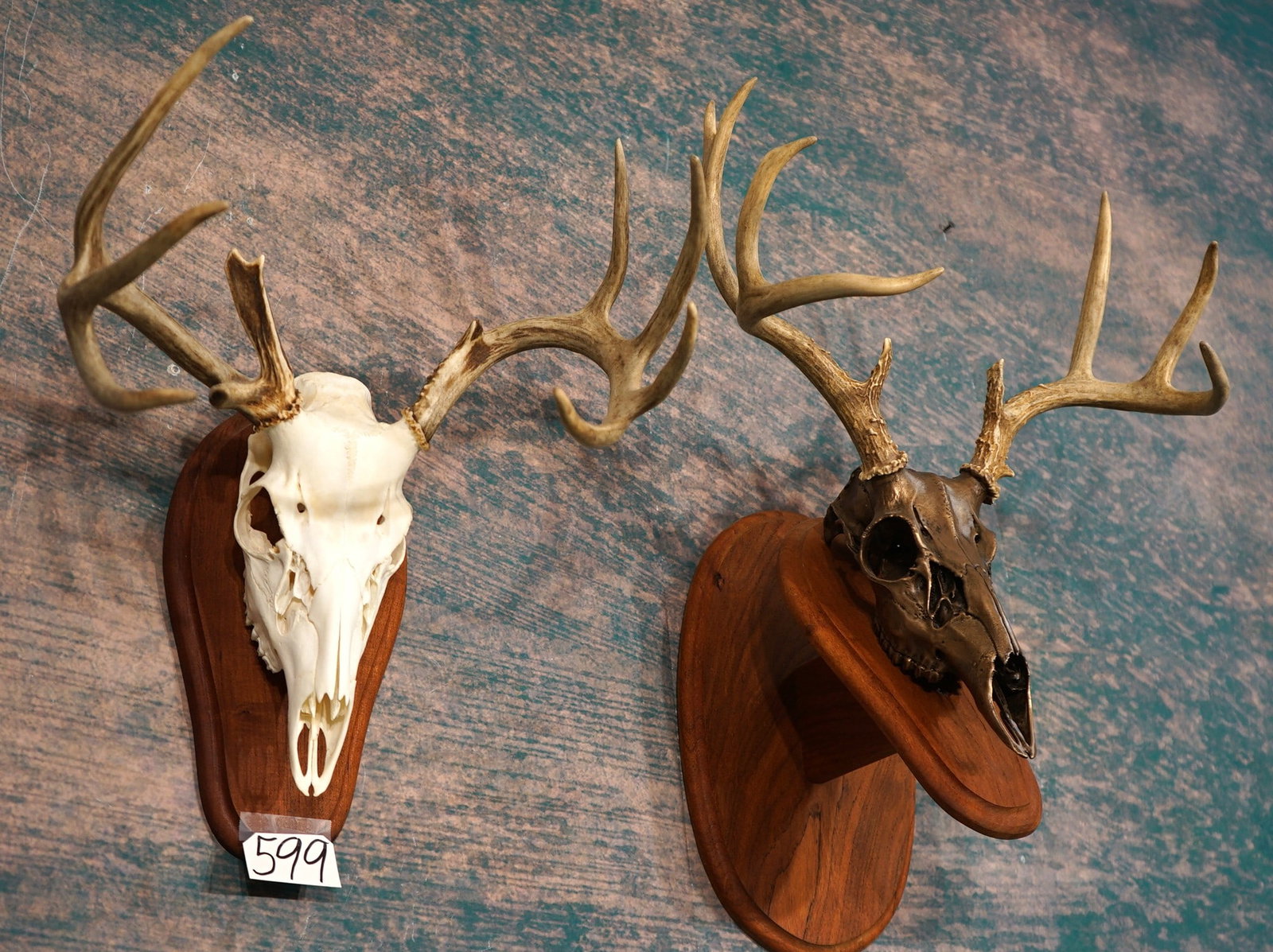 Very Nice Pair of Whitetail Deer Skulls on Walnut Panels Taxidermy (1 of 3)