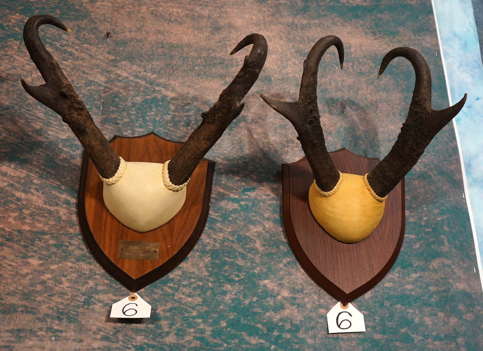 Very Nice Pair of Pronghorn Antelope Horns on Plaque Taxidermy: Both sets of horns are large. These horn mounts are clean and in excellent condition. These Pronghorn Antelope trophy horn mounts will make great decor.