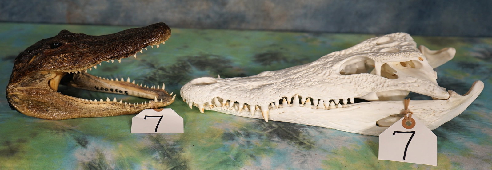 Cool Crocodile Complete Skull and Small Alligator Taxidermy Head Mount: The Crocodile Skull and the Alligator Head mount are clean and in mint condition. They have all teeth present, and these two items will make a very nice displays.