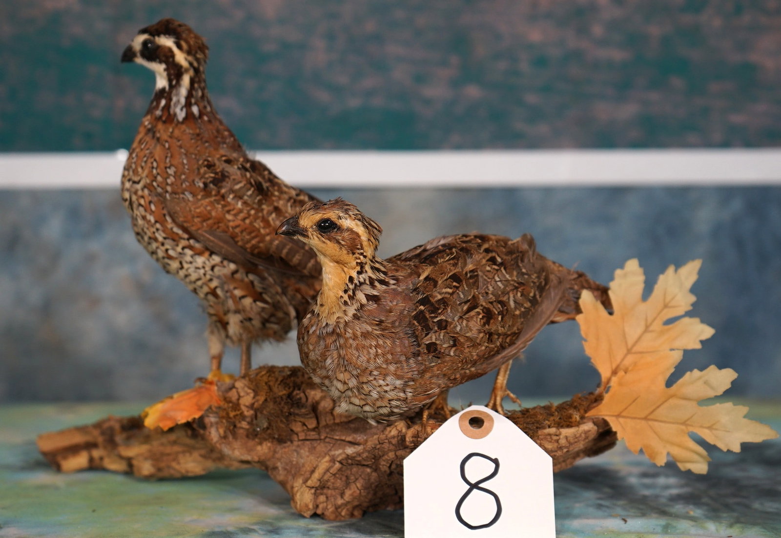 Pair of Bobwhite Quail Taxidermy Bird Mounts (1 of 3)
