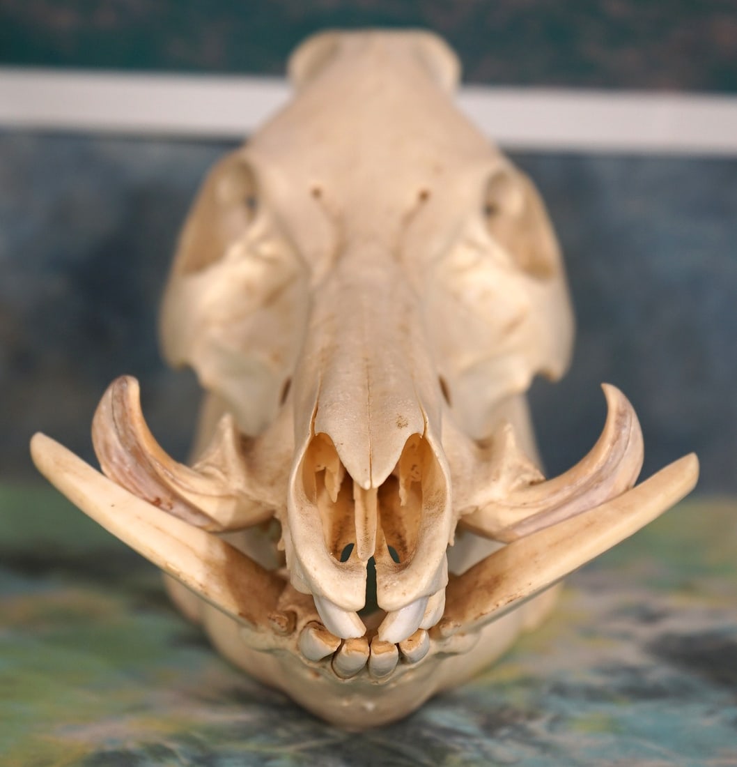 Complete Wild Boar Skull Taxidermy: This Wild Boar Skull is very clean and in min-like condition. All the teeth and tusk are present and in good shape.