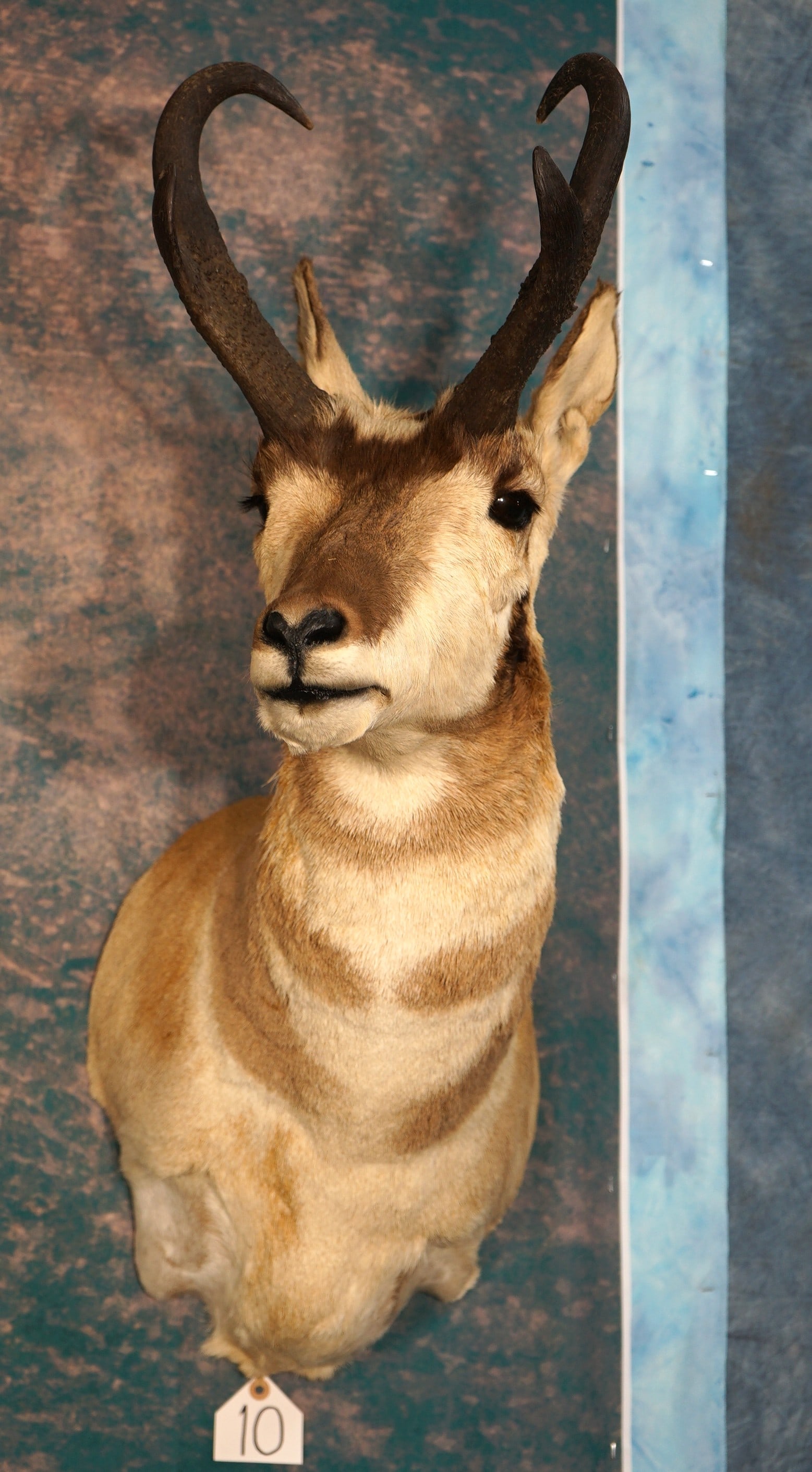 Pronghorn Antelope Shoulder Taxidermy Mount: This mount is clean and in excellent condition. The taxidermy quality level on this nice Buck grades a good 8.5.