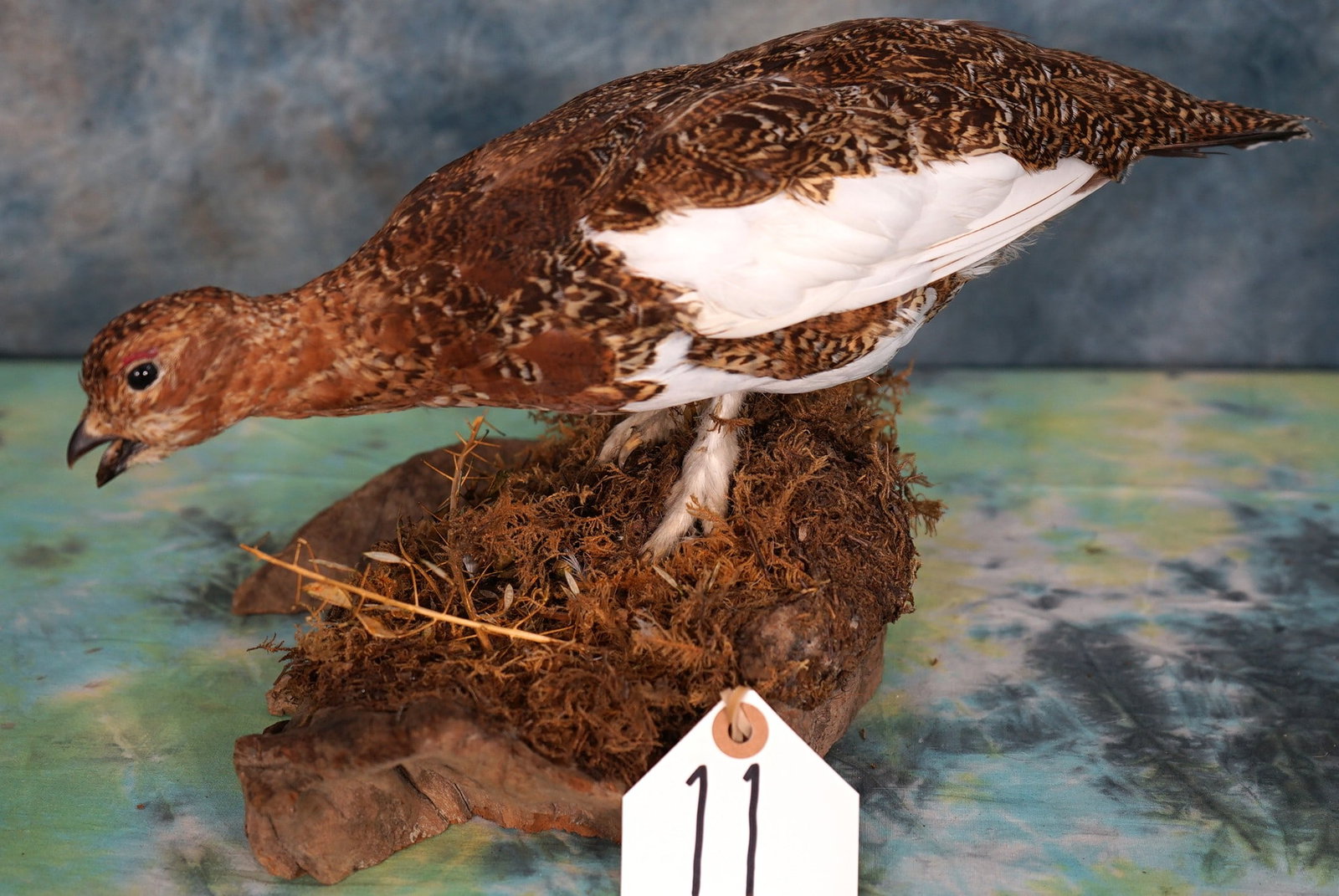 Fall color Phase Alaskan Ptarmigan Taxidermy Bird Mount: This pretty Ptarmigan is lifelike and on a very nice natural habitat base. The mount is clean and in excellent condition. This mount grades a very high 9.5.