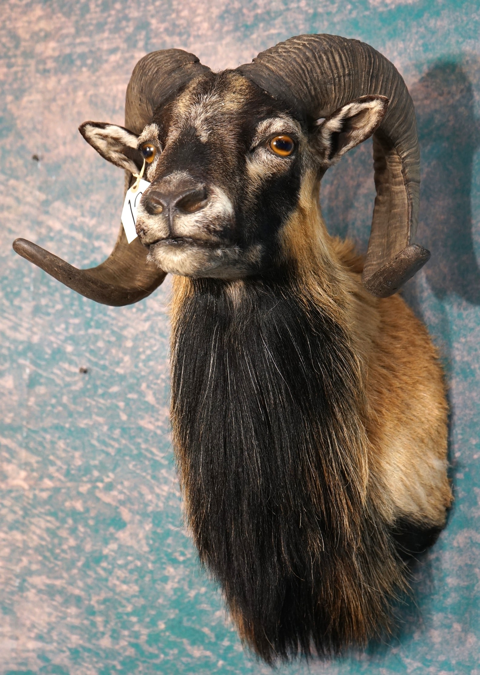 Corsican Sheep Shoulder Taxidermy Ram Mount (1 of 3)