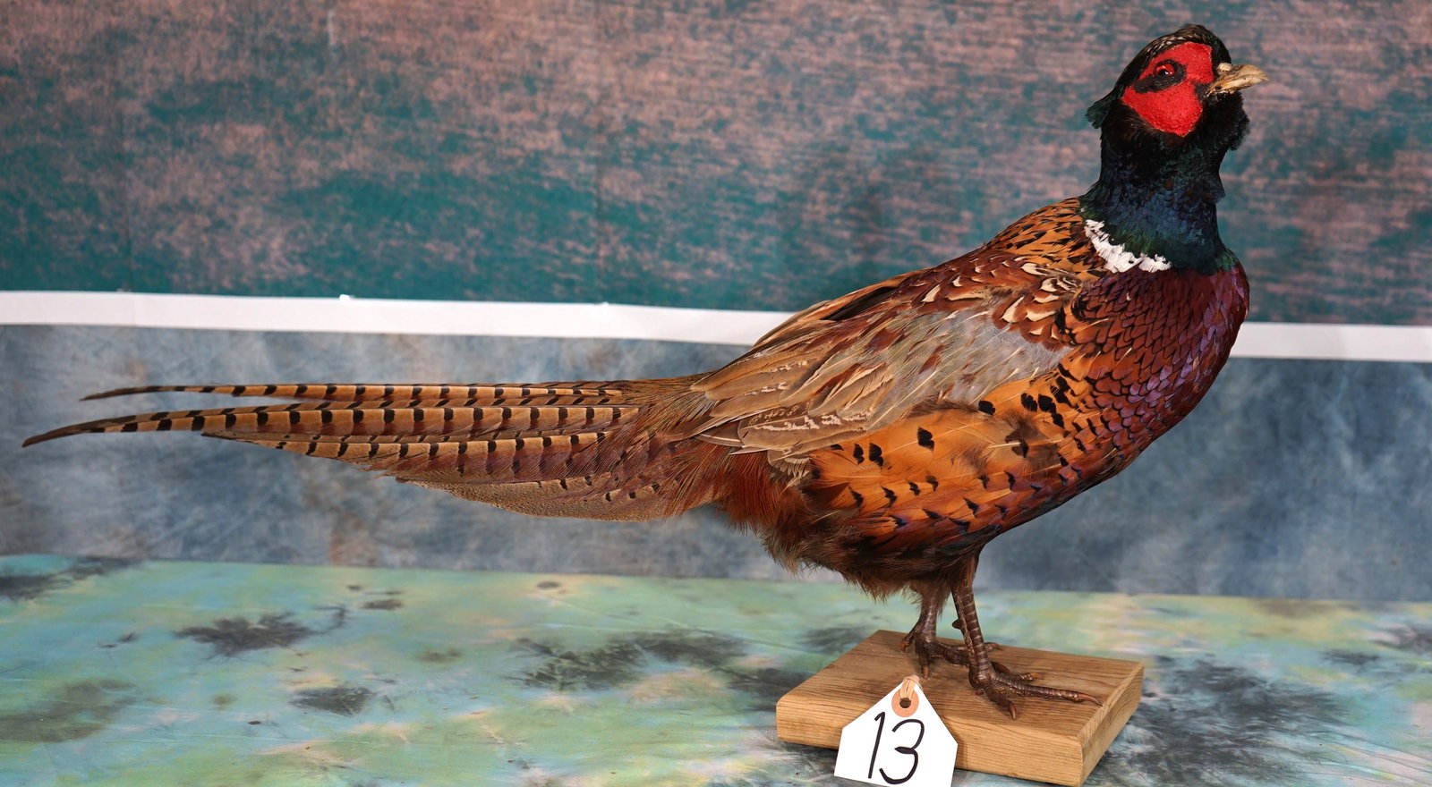 Beautiful Standing Ringneck Pheasant Taxidermy Bird Mount: This Pheasant mount is clean and it is in excellent condition. The mount has a very lifelike appearance and grades a high 9.25.