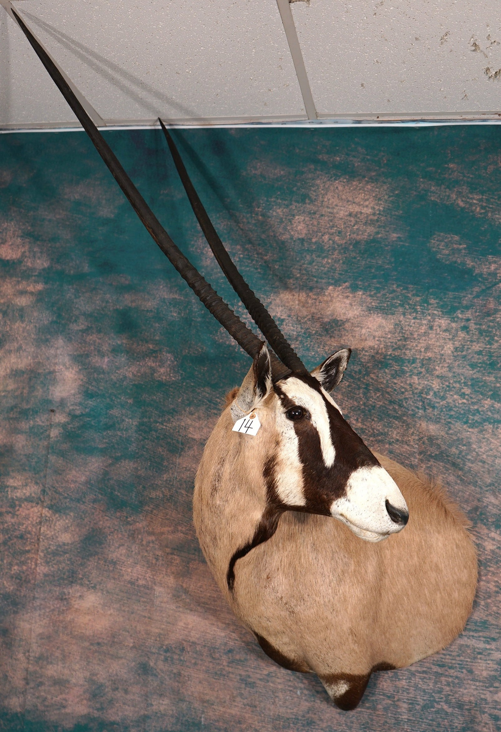 African 40"+ Record Class Kalahari Gemsbuck Antelope Shoulder Trophy Taxidermy Mount: This mount is clean and in excellent condition. This Bull Gemsbuck horns measure 40 7/8" x 40 2/8" inches long. The horns are removable for easy hanging and shipping. The mount grades a good solid 9.
