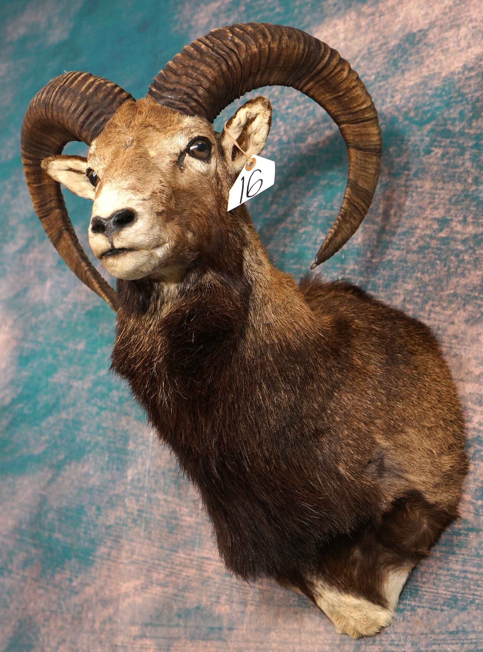 Mouflon Sheep Shoulder Taxidermy Ram Mount