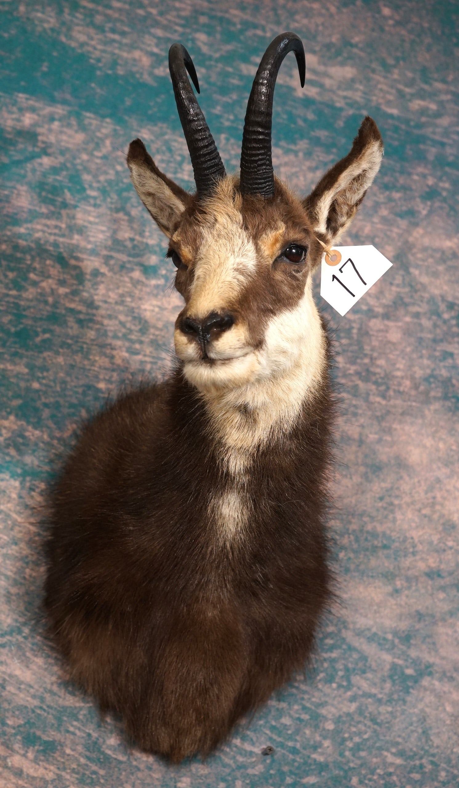 Alpine Chamois Shoulder Taxidermy Mount: This mount is clean and in mint-like condition. This is a good size mature Buck with high quality taxidermy. This Chamois grades a very high 9.5. on a 1 to 10 quality scale.