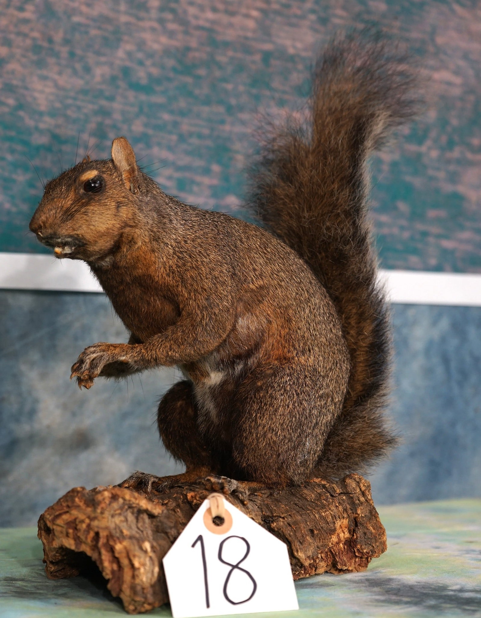 Quality Gray Squirrel Full Body Taxidermy Mount (1 of 3)