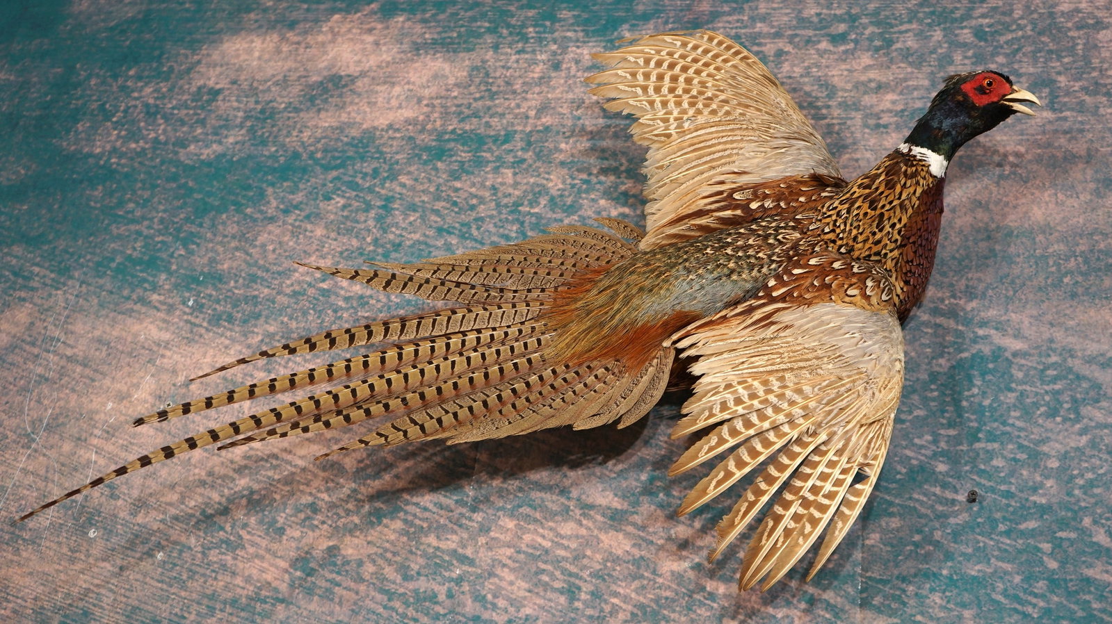 Flying Ringneck Pheasant Taxidermy Bird Mount