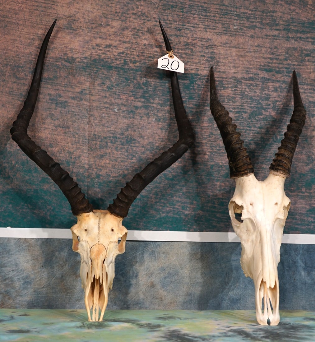 African Impala & Bontebuck Skull Taxidermy: Both of these African Antelope skulls are clean and are in excellent condition.
