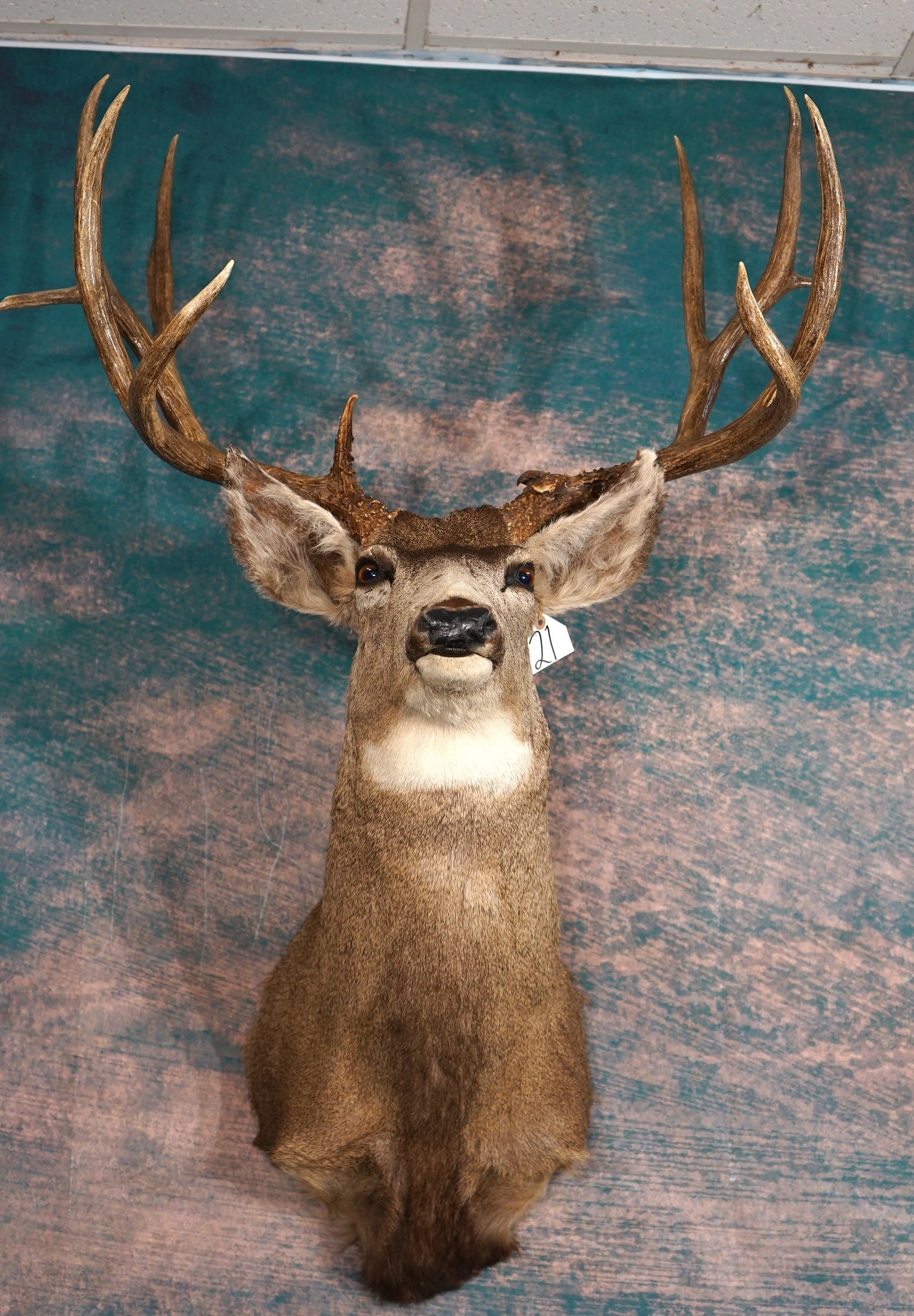 Nice Big Mule Deer Shoulder Taxidermy Buck Mount: This mount is clean and in very good condition. We are guessing this Buck will gross score over 190. The taxidermy quality grades a 7.25. This Buck antlers has a 33 2/8" outside spread.