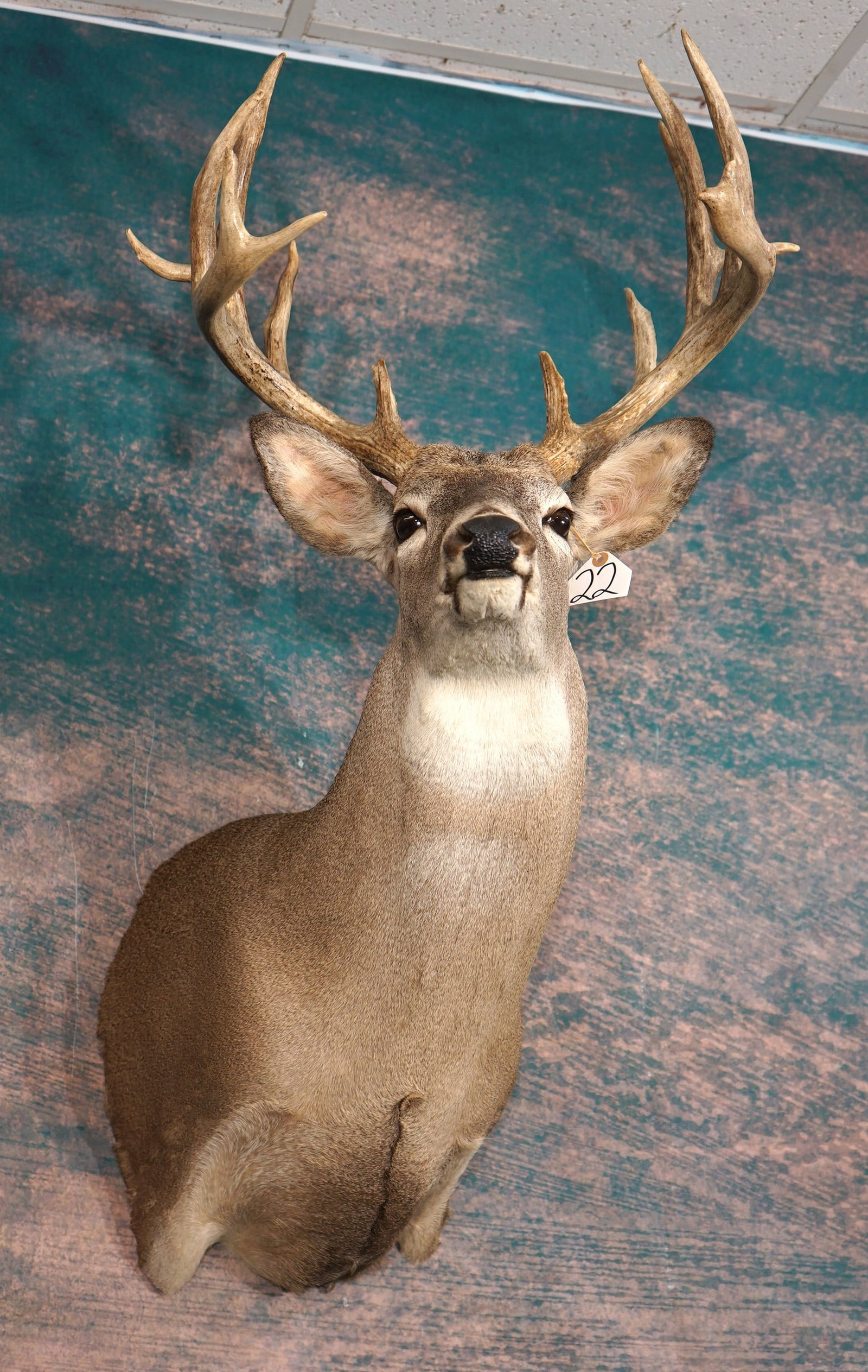 16pt. Whitetail Deer Shoulder Trophy Taxidermy Mount: This mount is clean and in excellent condition. This mount has good expression with a lifelike appearance. The Buck is a 8 x 8, and it grades a very good 9.25.