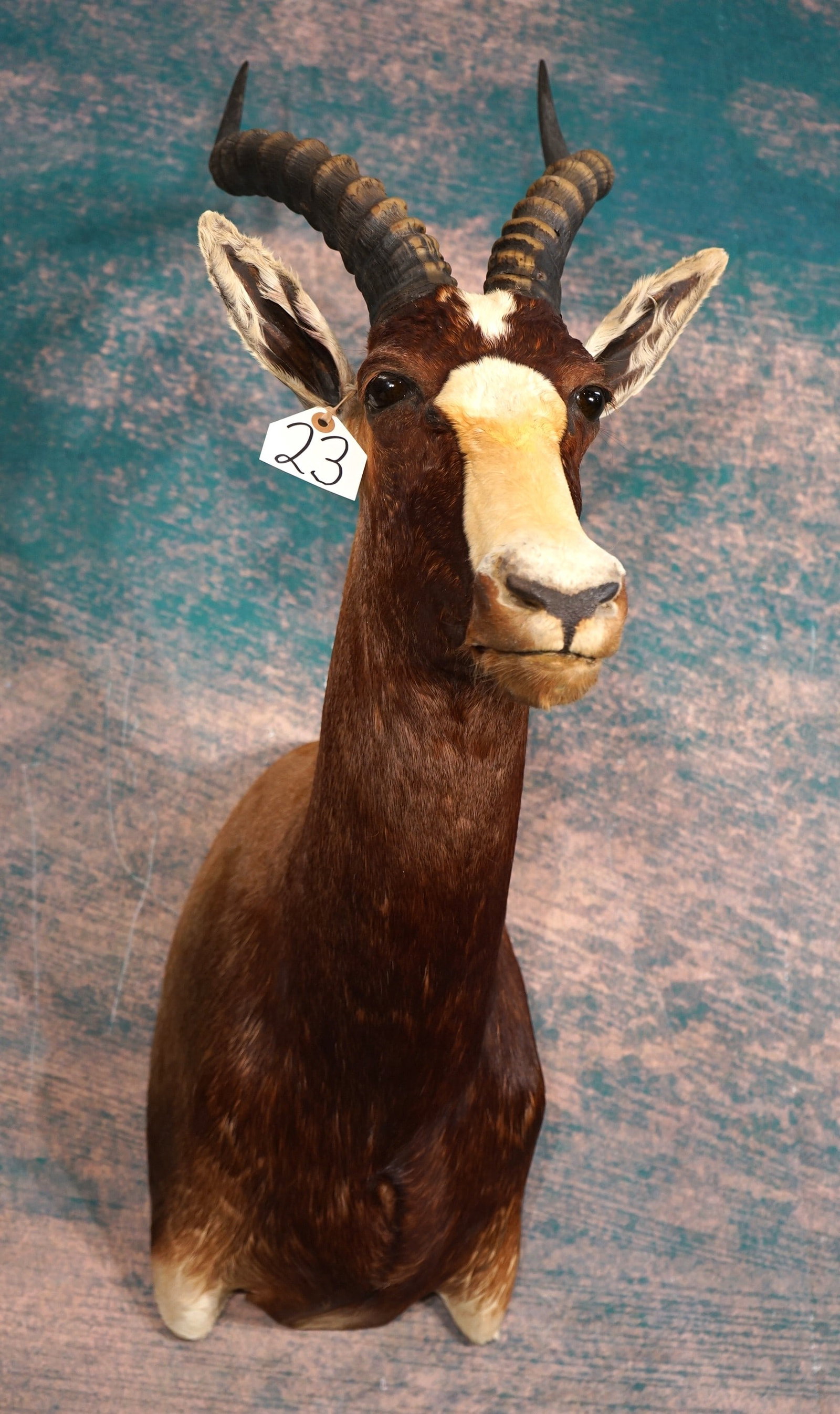 African Blesbuck Antelope Shoulder Taxidermy Mount: This mount is clean and in excellent condition. The mount has a natural pose with a good lifelike appearance. This Blesbuck grades a very nice 9.