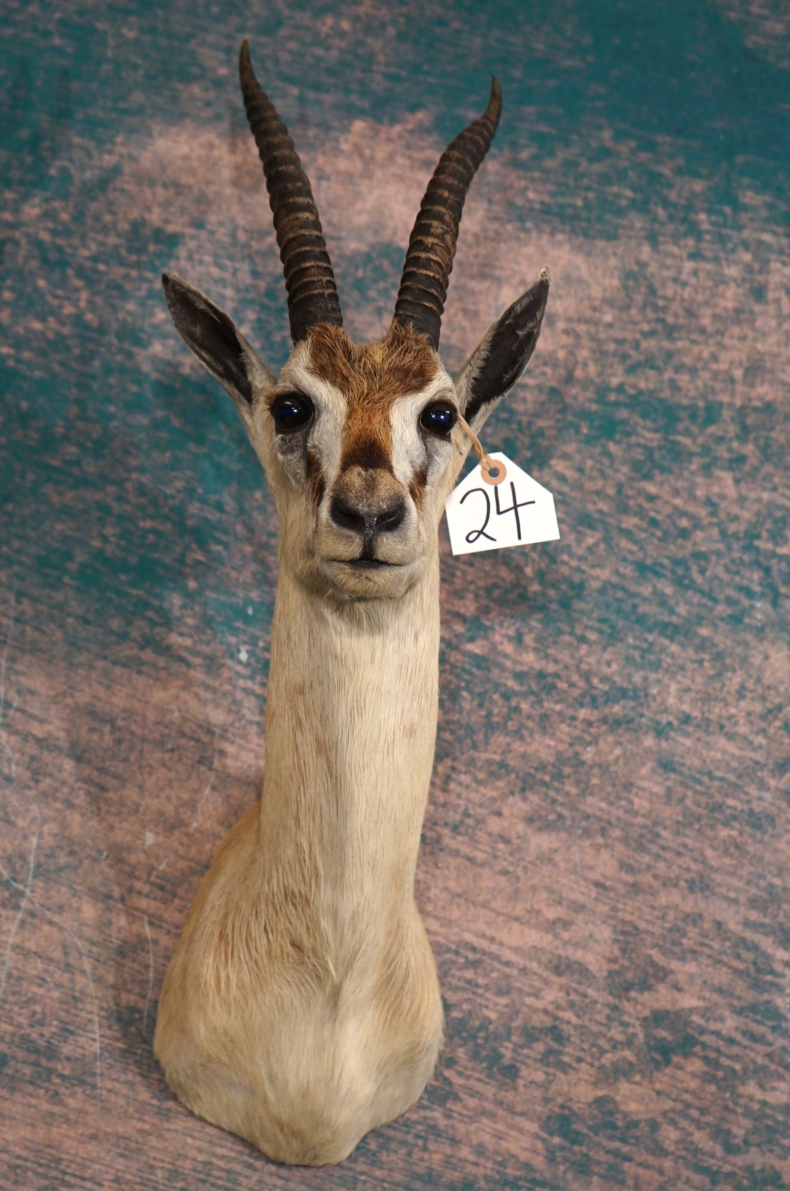 East African Thompson's Gazelle Shoulder Taxidermy Mount: This is a clean mount in excellent condition. The Thompson's Gazelle is native of Kenya, and Tanzania. This mount grades a very nice 8.85.