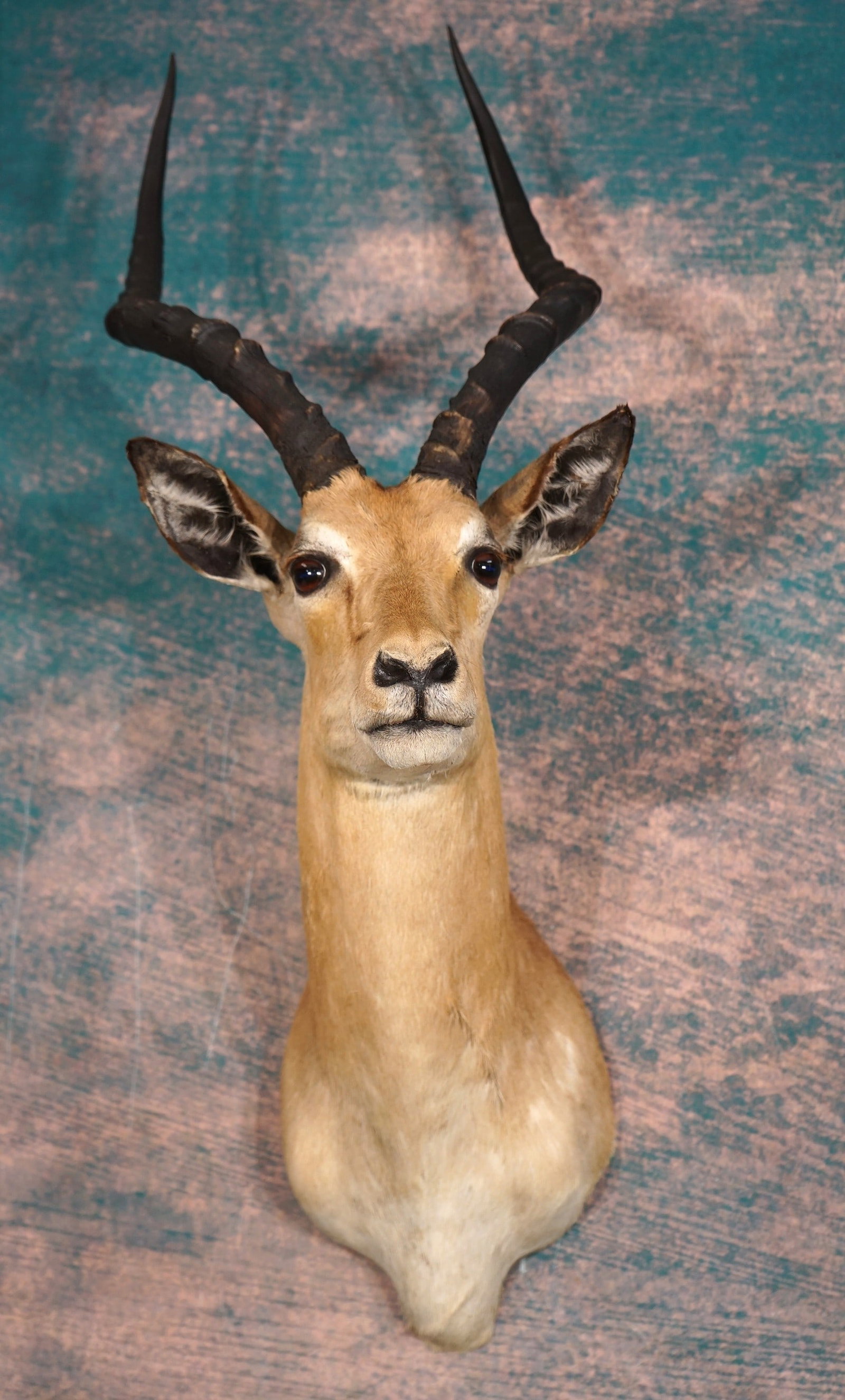 South African Impala Ram Shoulder Taxidermy Mount: This mount is clean and in very good condition. The taxidermy quality grades a 7.5, on a 1 to 10 quality scale.
