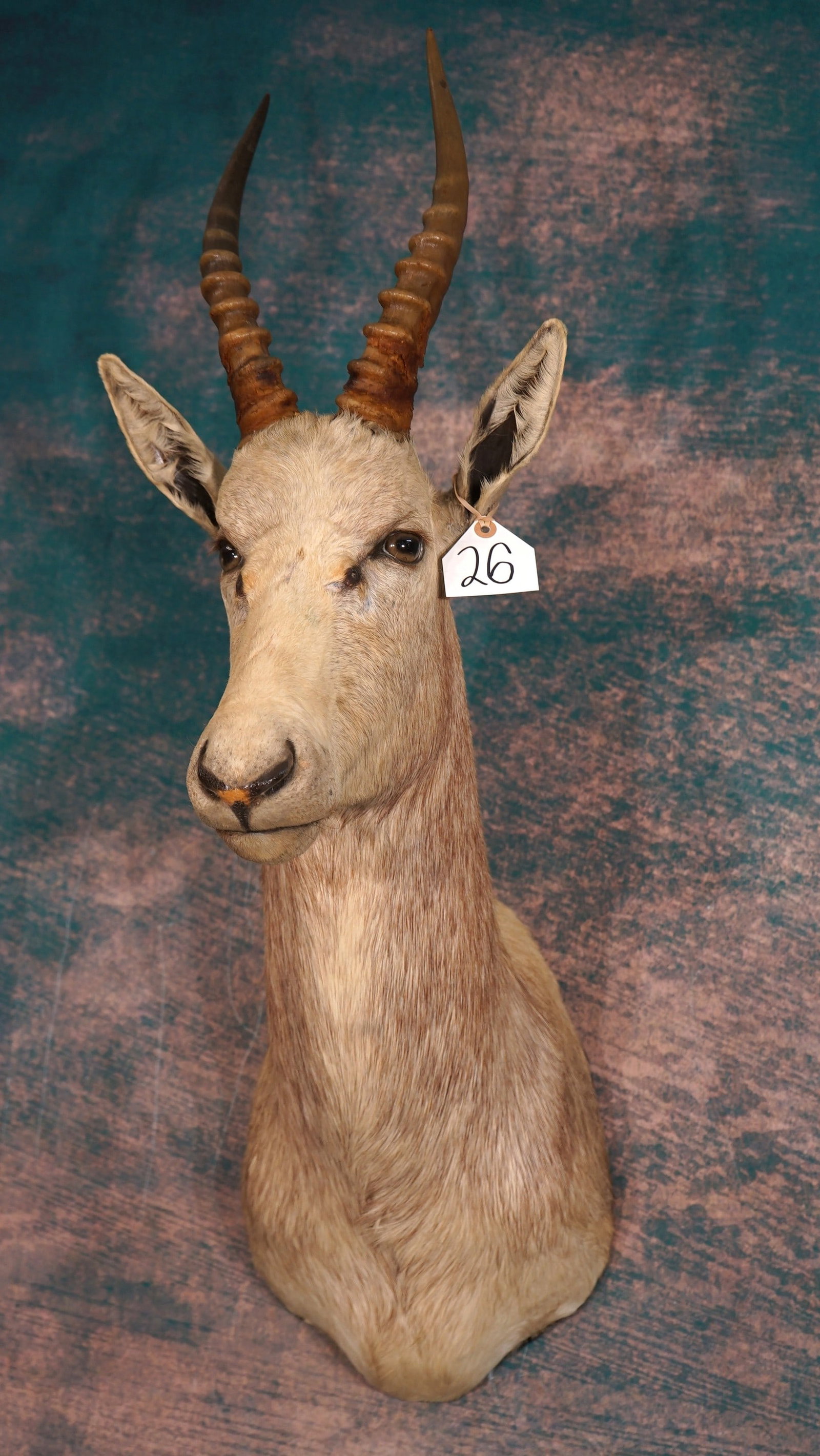African White Blesbuck Antelope Shoulder Taxidermy Mount