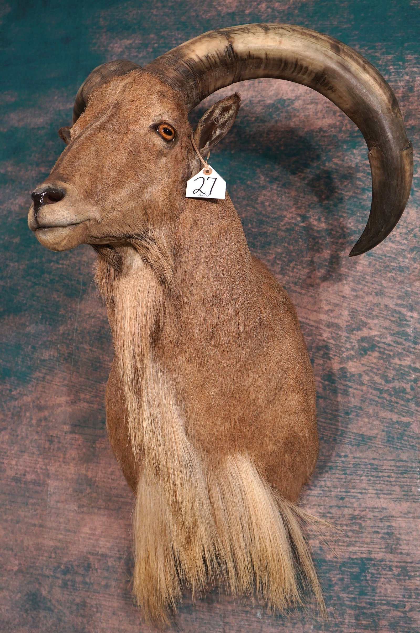 Aoudad Sheep Shoulder Taxidermy Ram Mount (1 of 3)